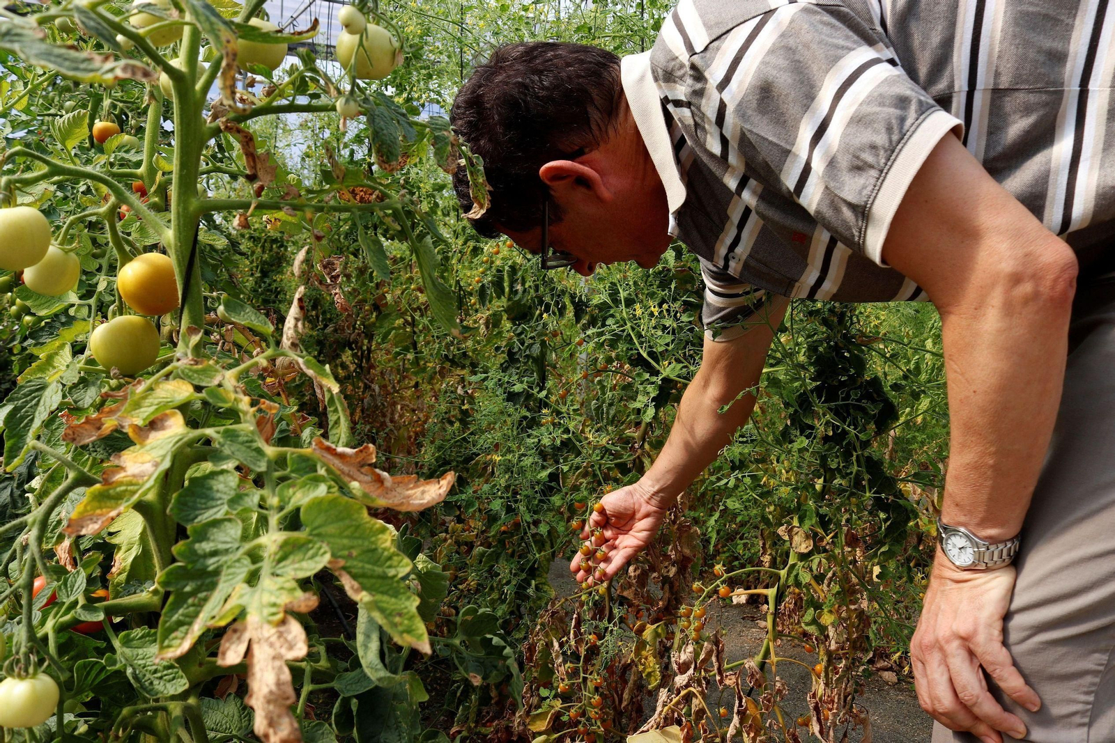 Plantación de tomates en La Mayora.