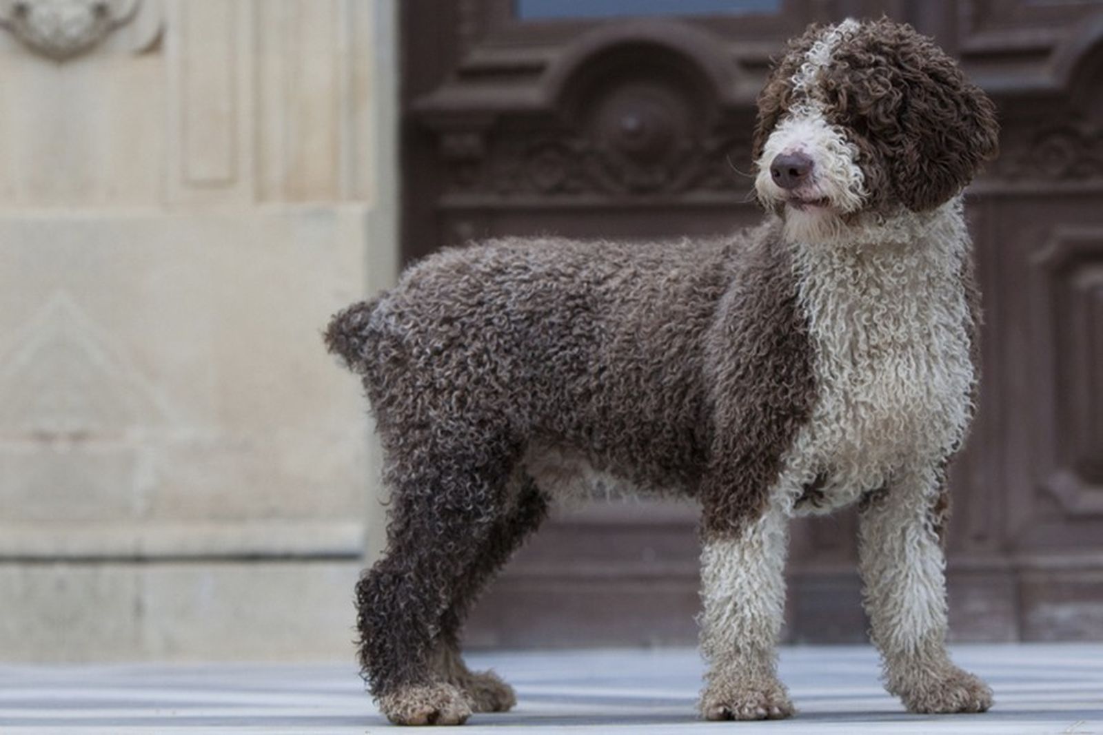 Detenido en Fuengirola por la muerte de un perro tras darle una patada