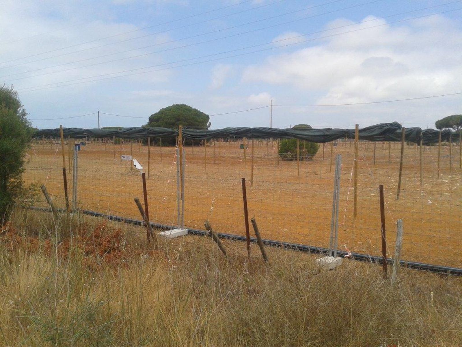 Terrenos que estaban reservados para las acampadas de Alrumbo, en La Loma del Puerco de Chiclana, en una imagen de ayer mismo.