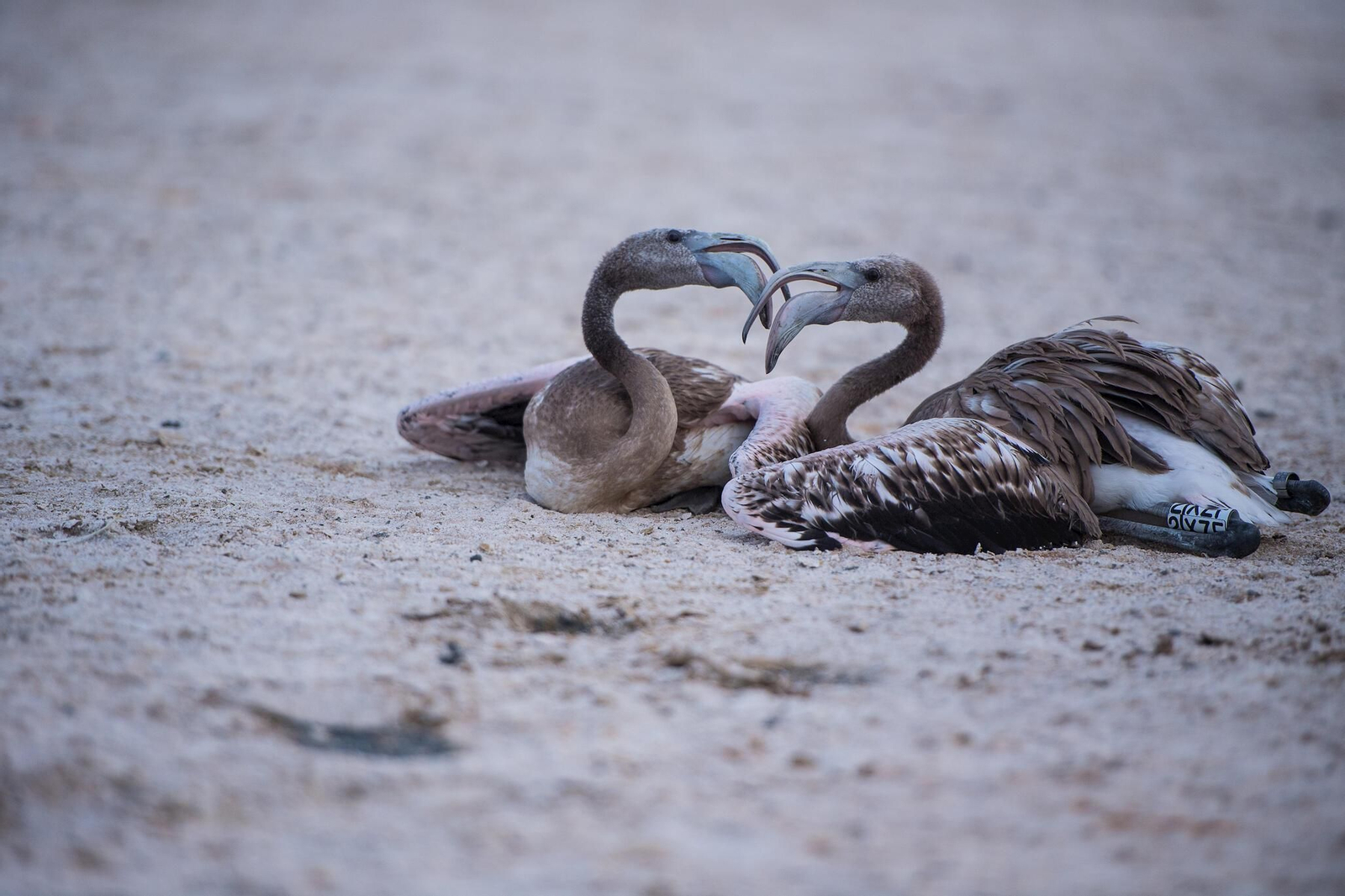 Flamencos en la Laguna de Fuente de Piedra durante el anillamiento (fotos)