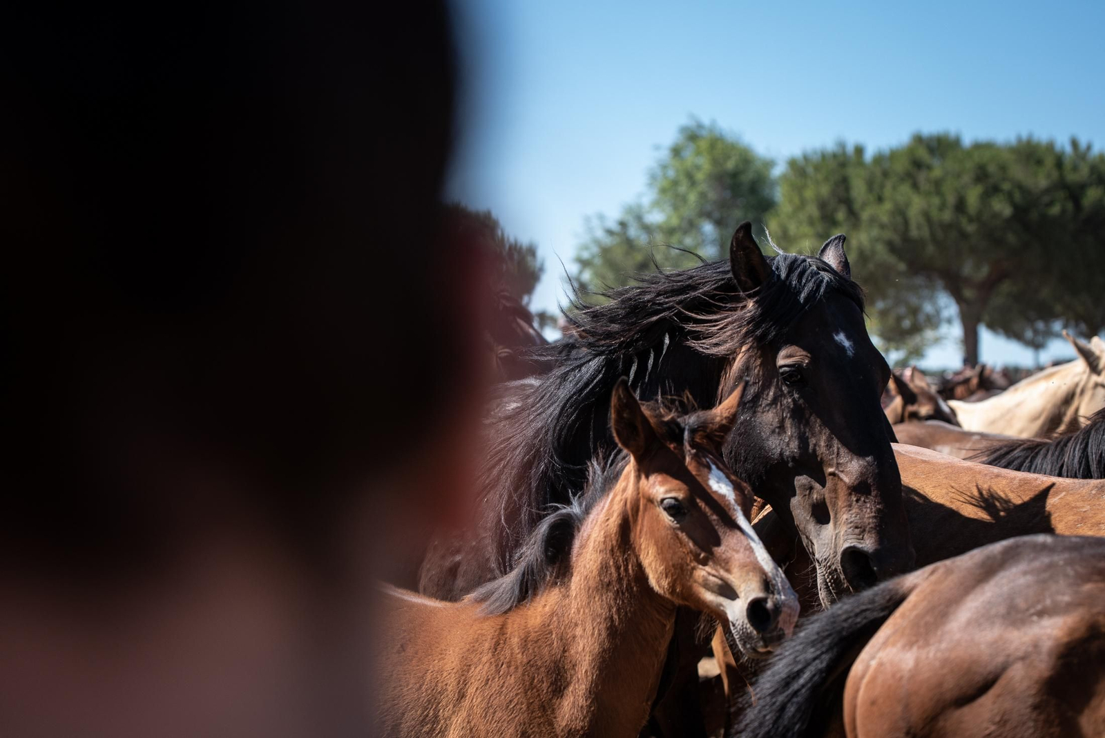Imágenes de la Saca de las Yeguas a su paso por El Rocío