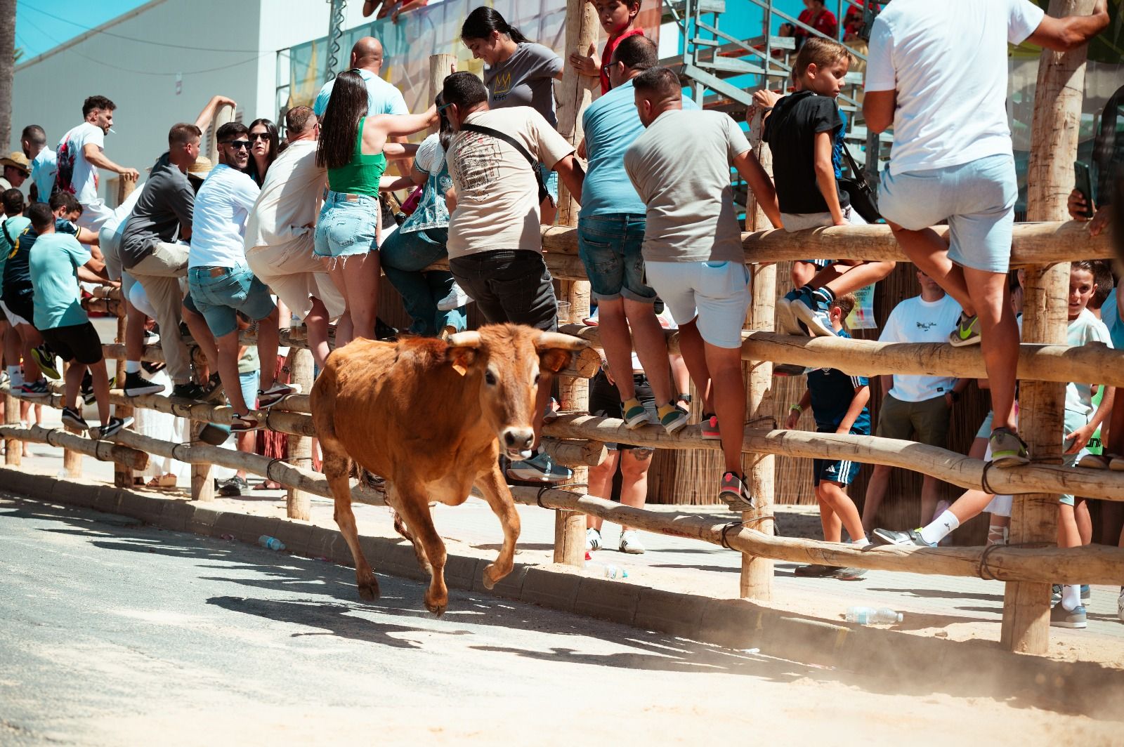 Imágenes del comienzo de las Fiestas Taurinas Tradicionales de Trigueros