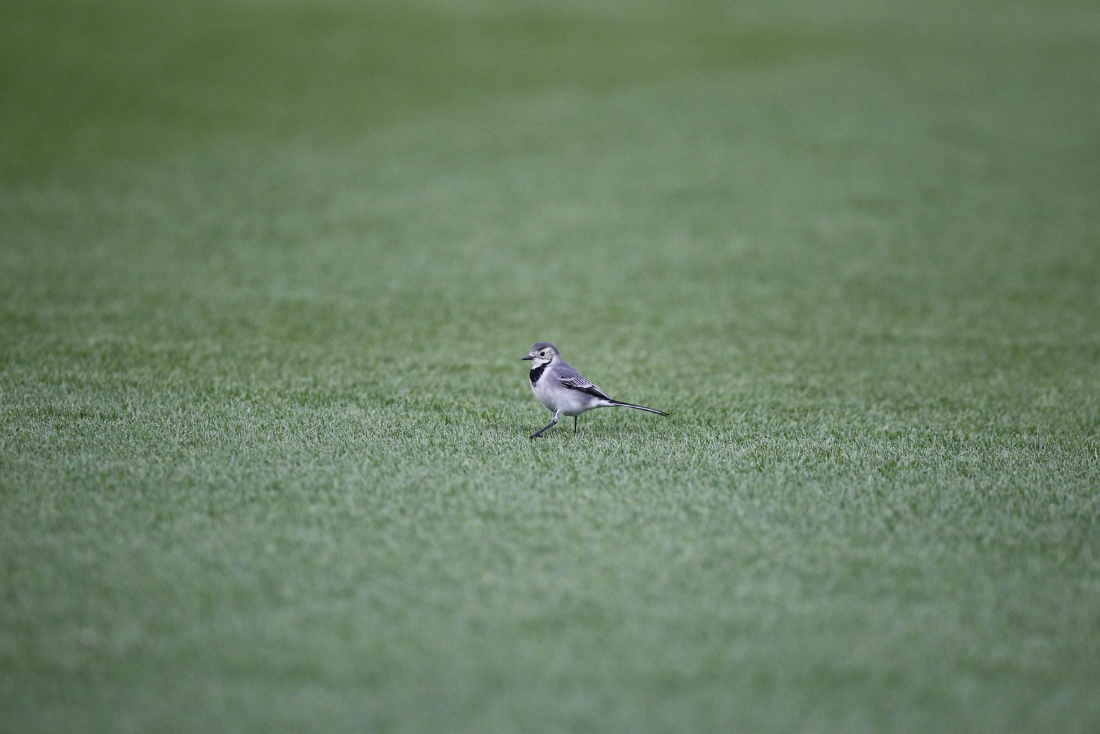 Fotogalería U.D. Almería-Real Zaragoza