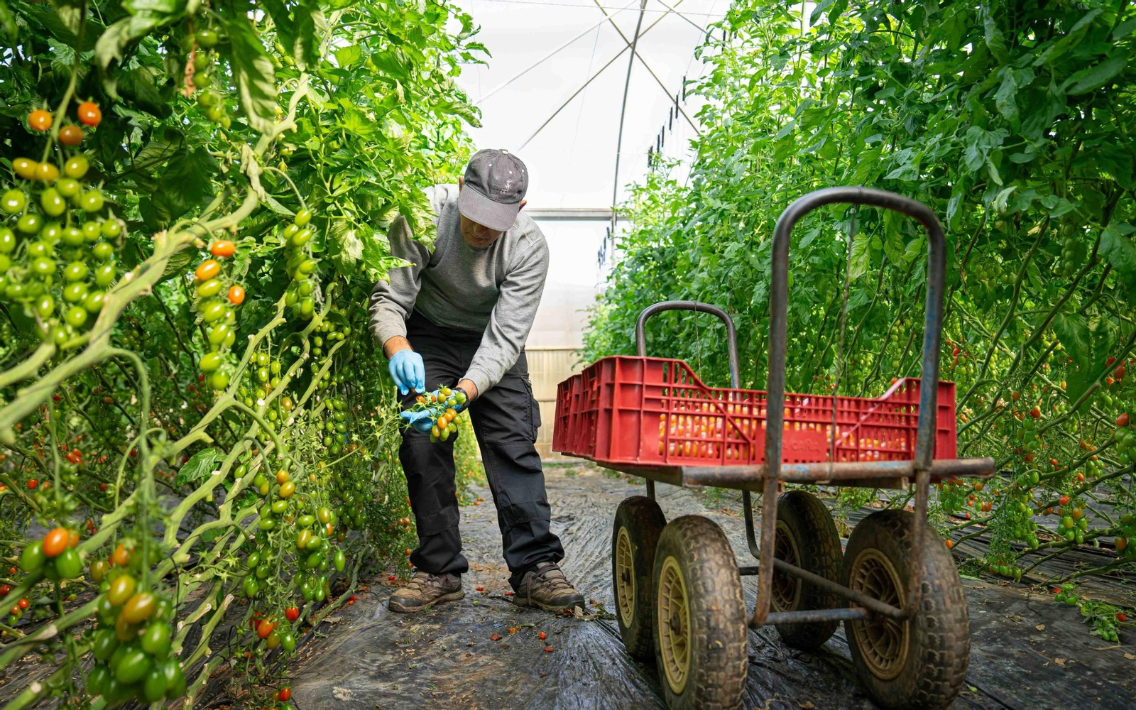 Un agricultor recolecta tomates Un agricultor recolecta tomates