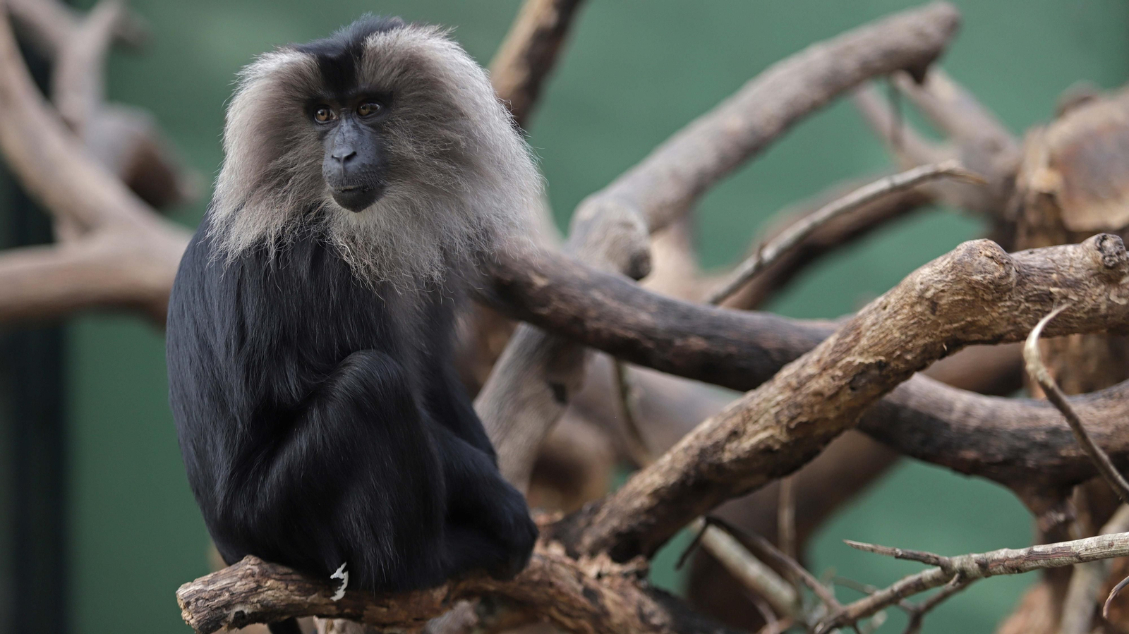 Fotos de los macacos de cola de león del zoo de Castellar