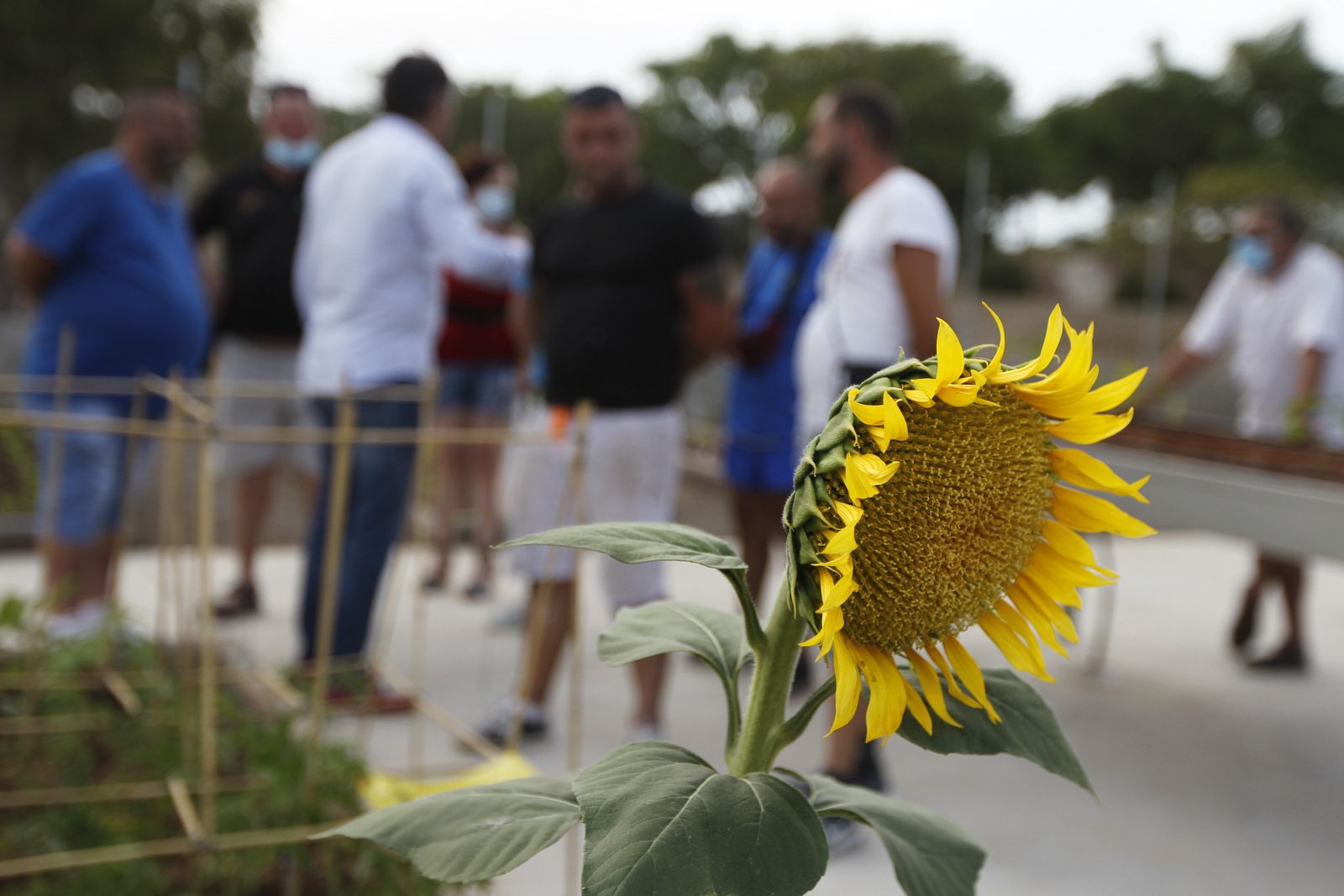 Un girasol en uno de los huertos urbanos municipales.