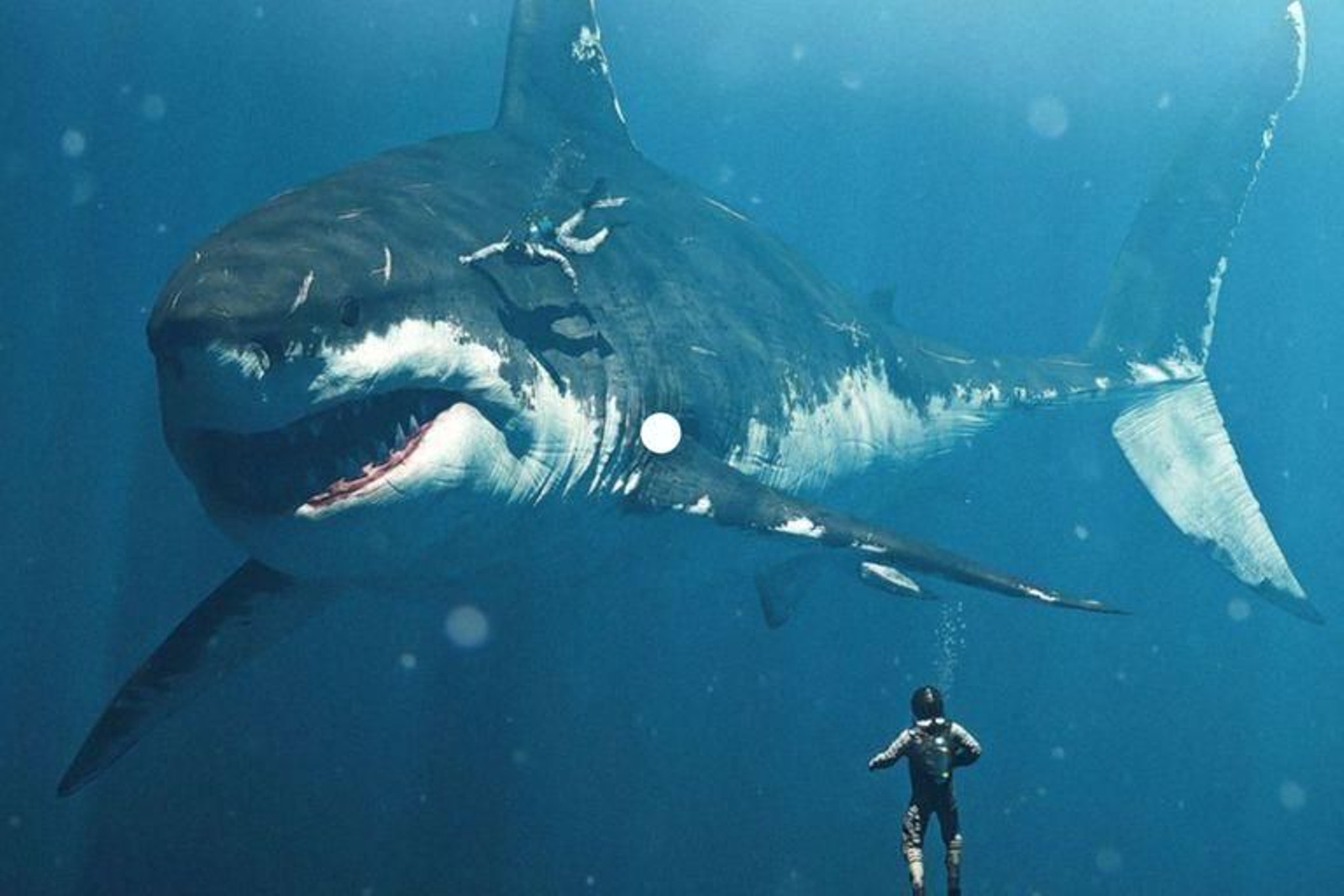 Un estudio revela que el tamaño del megalodón dependía de la temperatura del agua