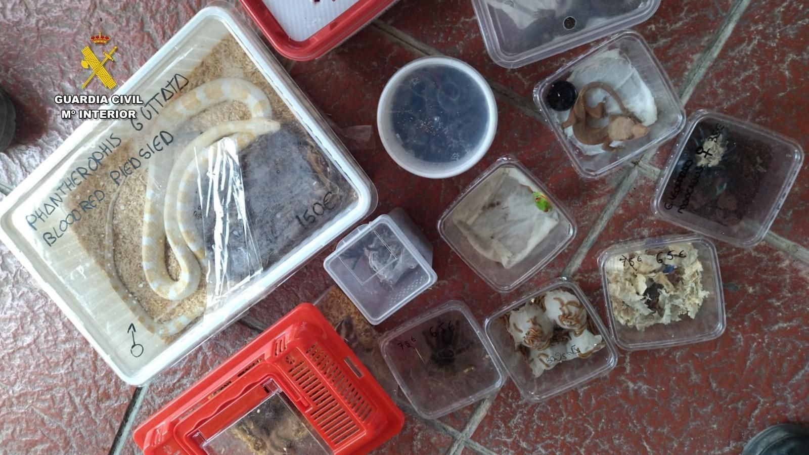 Las especies protegidas e invasoras localizadas en una mochila en el muelle de Cádiz.