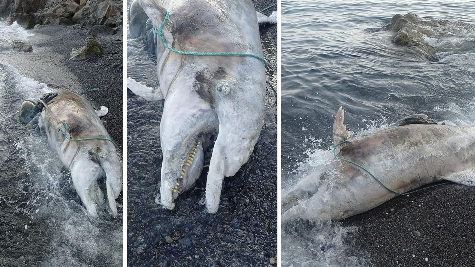 Imágenes del delfín mular aparecido muerto en Almería.