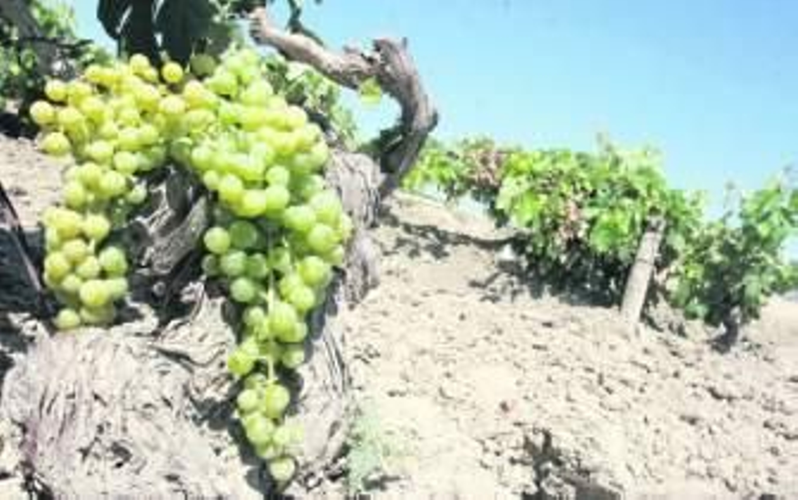 Viñistas y bodegas discrepan en sus previsiones de cosecha