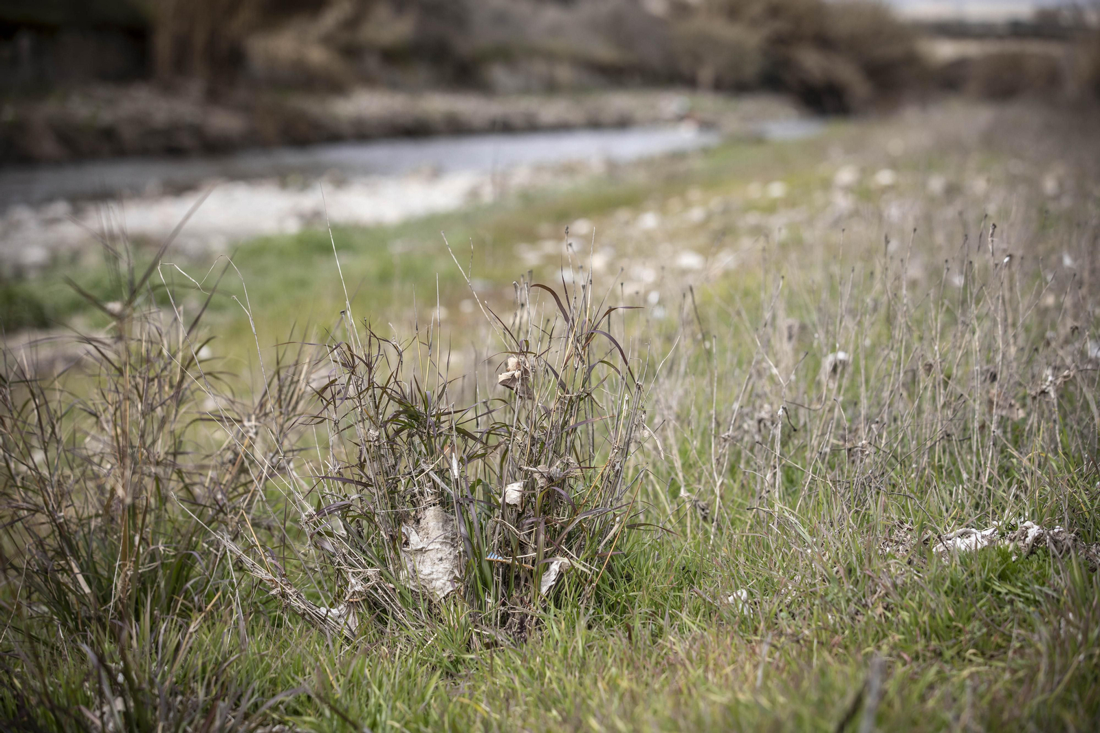 Fotos del 'cementerio' de toallitas que se acumula junto al río Genil en Granada