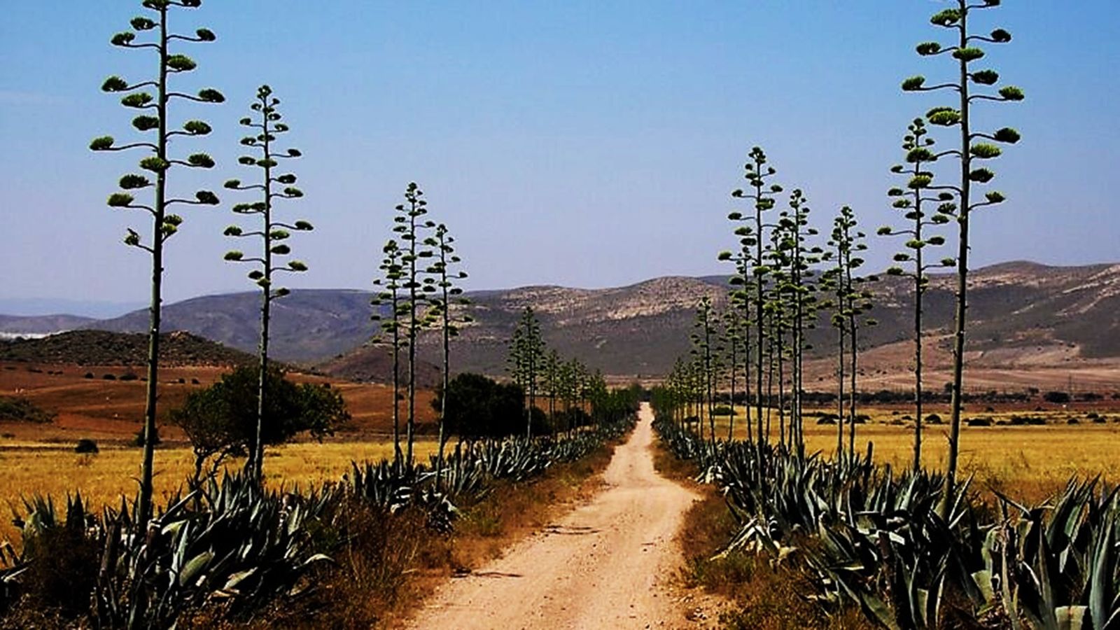 Este camino de Almería, bordeado de pitas nos da una idea de cómo sería el que conducía a Los Barrios, representado en el mismo plano de 1799.