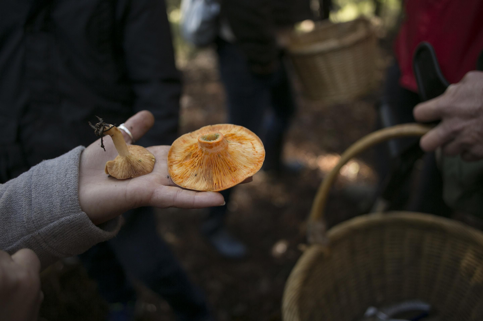 La Serranía de Ronda, joya de la micología