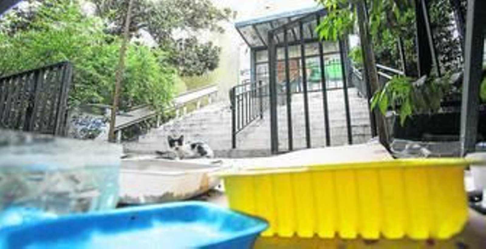 Un gato callejero en el interior del edificio de la antigua comisaría, delante de las escaleras del que era el acceso principal.