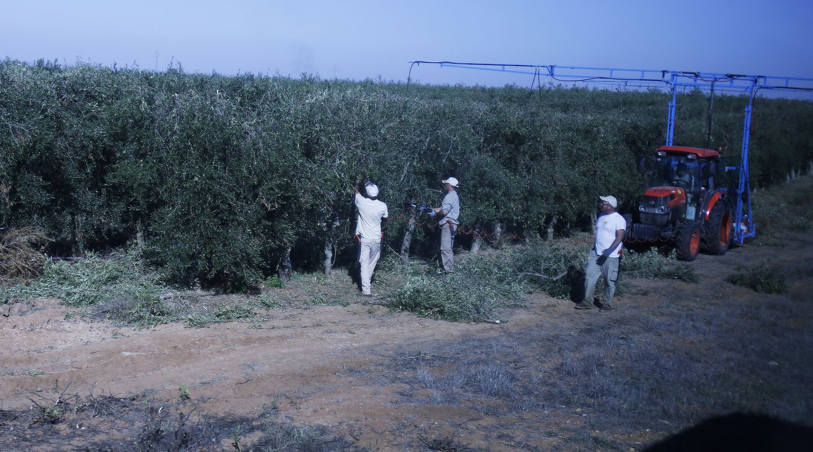 Reportaje sobre el aceite de oliva
