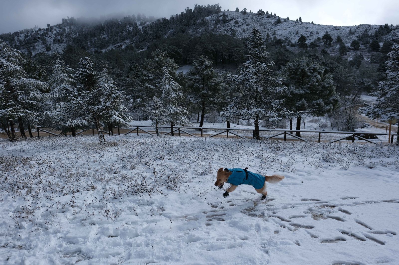 La nieve tiñe de blanco la Serranía de Ronda