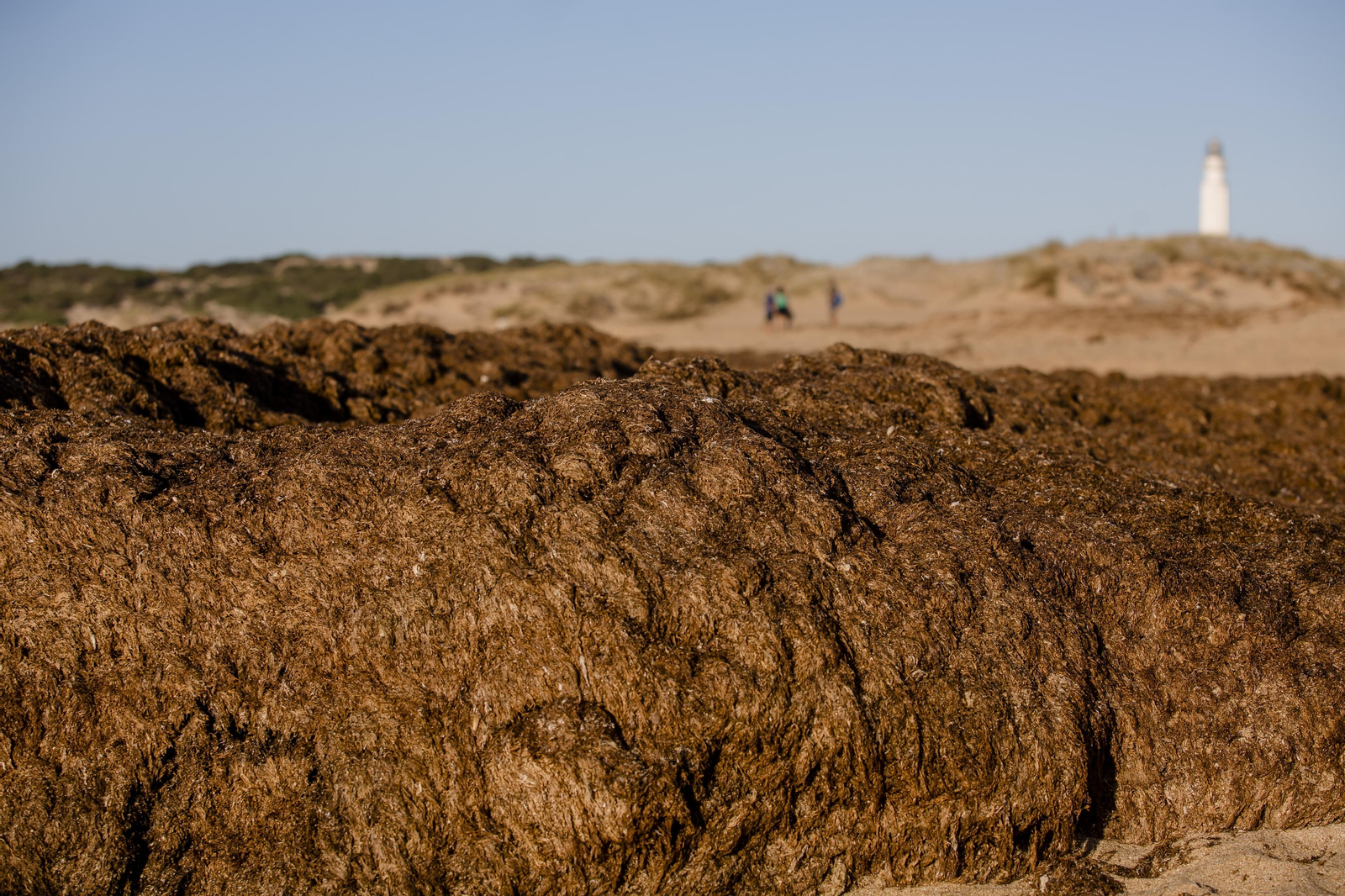 El alga asiática invade de nuevo la playa de Los Caños de Meca