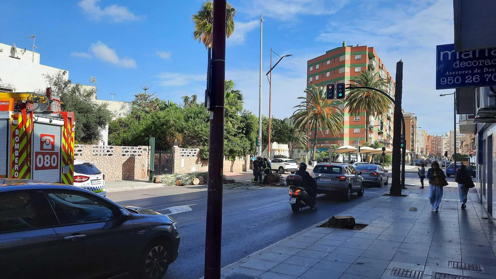 Las imágenes de la caída de una palmera en la Avenida Cabo de Gata de Almería Las imágenes de la caída de una palmera en la Avenida Cabo de Gata de Almería