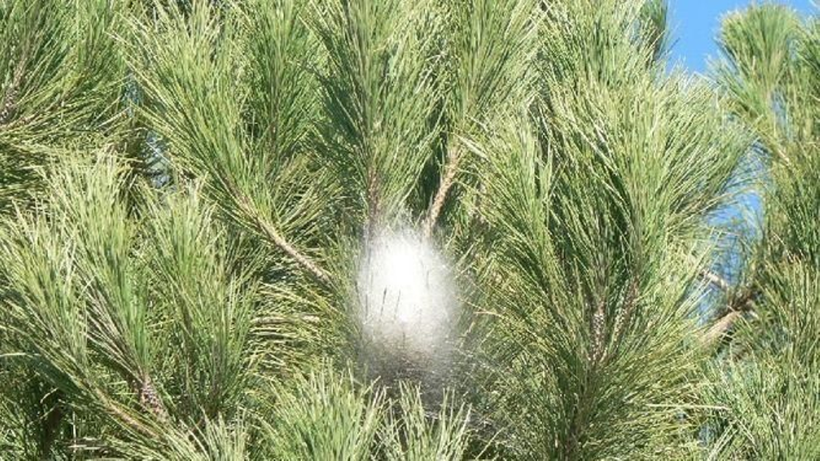 La procesionaria del pino afecta al arbolado de varios centros escolares.