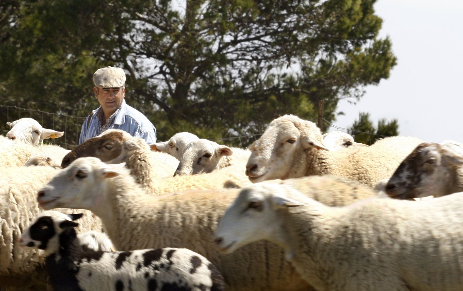 Un ganadero, en una imagen de archivo.