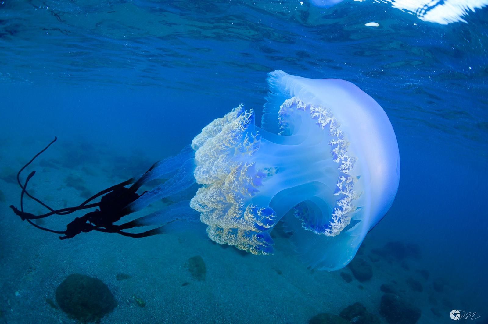 La especie hallada en la costa granadina pertenece a la denominada Rhizostoma Luteum