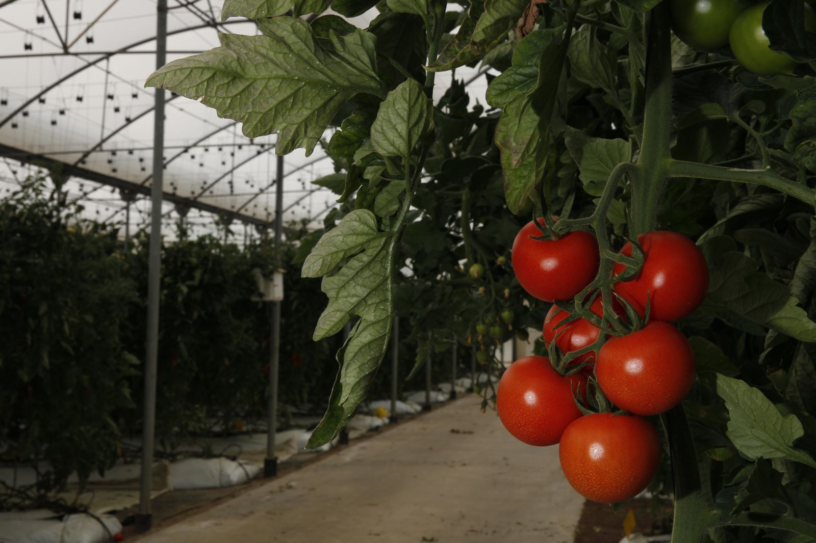 Naturplás, durabilidad, resistencia y respeto al medioambiente, directrices de la plasticultura actual