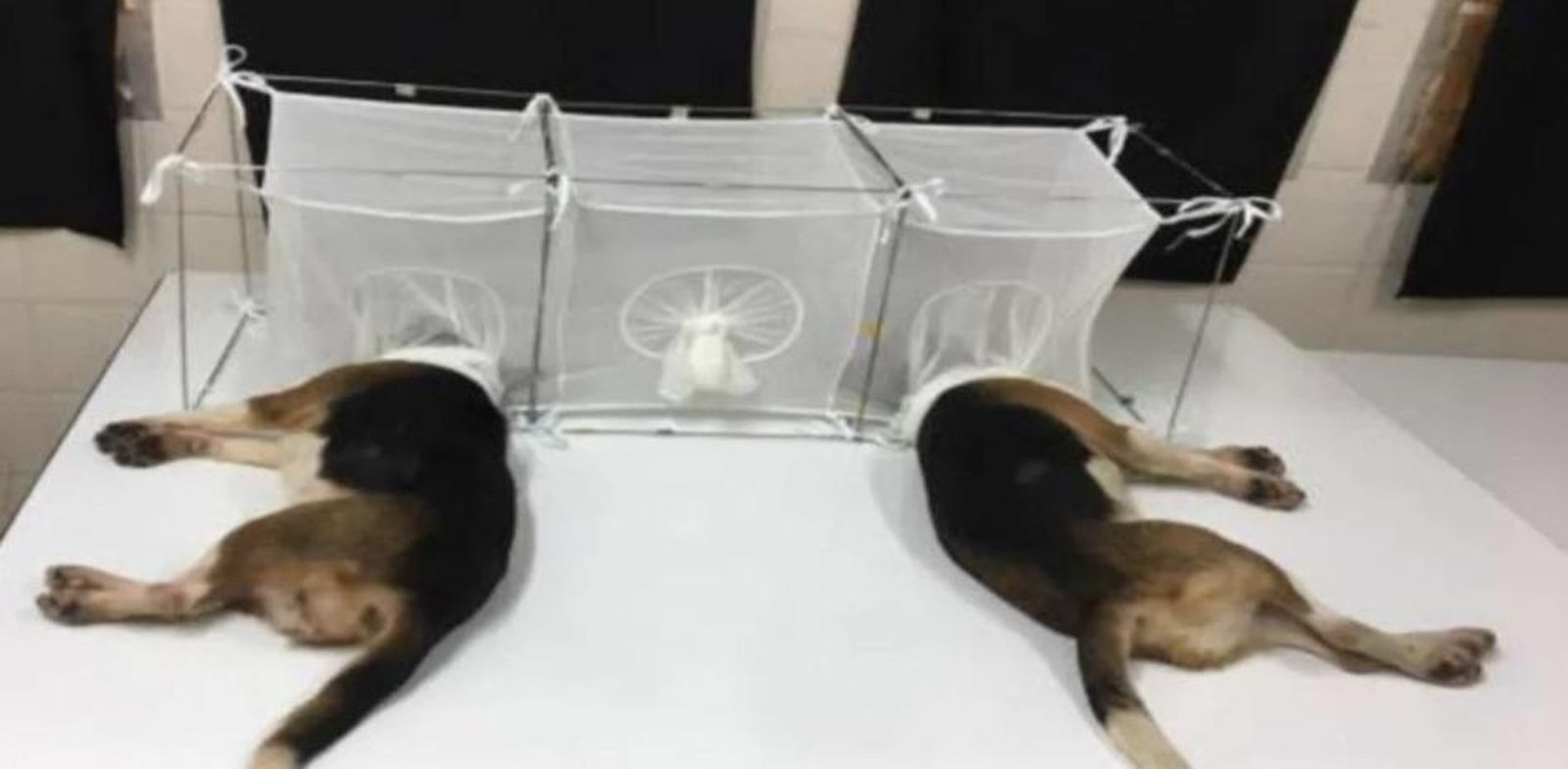 Una veintena de científicos y cinco ONG piden parar experimentos con perros