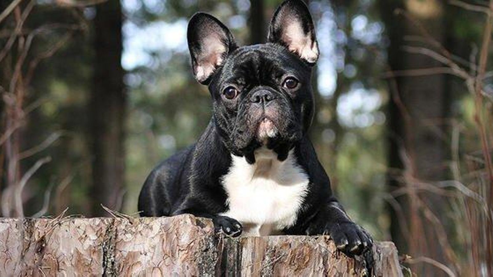 Bulldog francés Bulldog francés