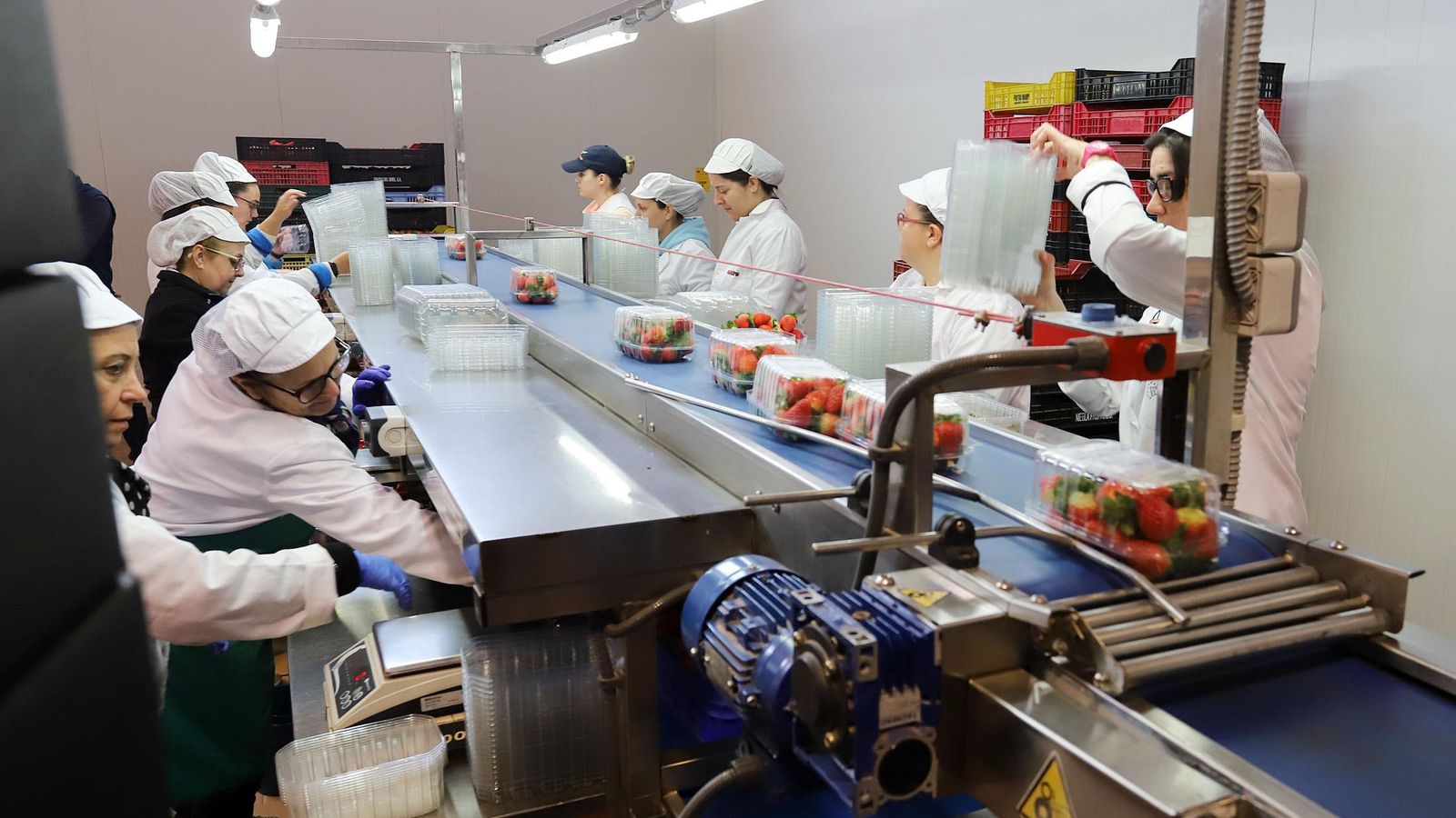 El envasado es una de las labores que tradicionalmente más mano de obra ocupa.
