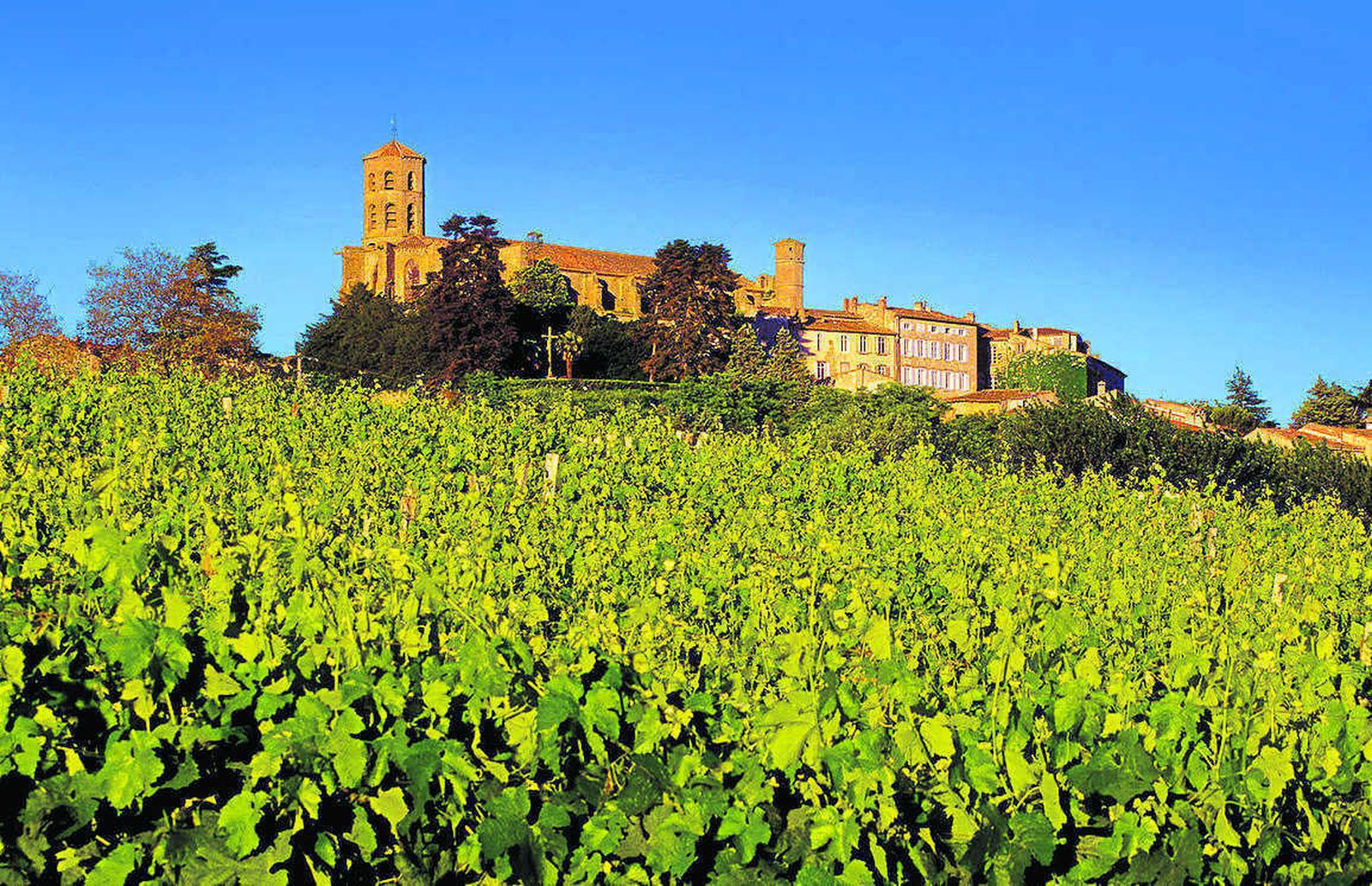 El clero salvaguardó el viñedo en la Edad Media.