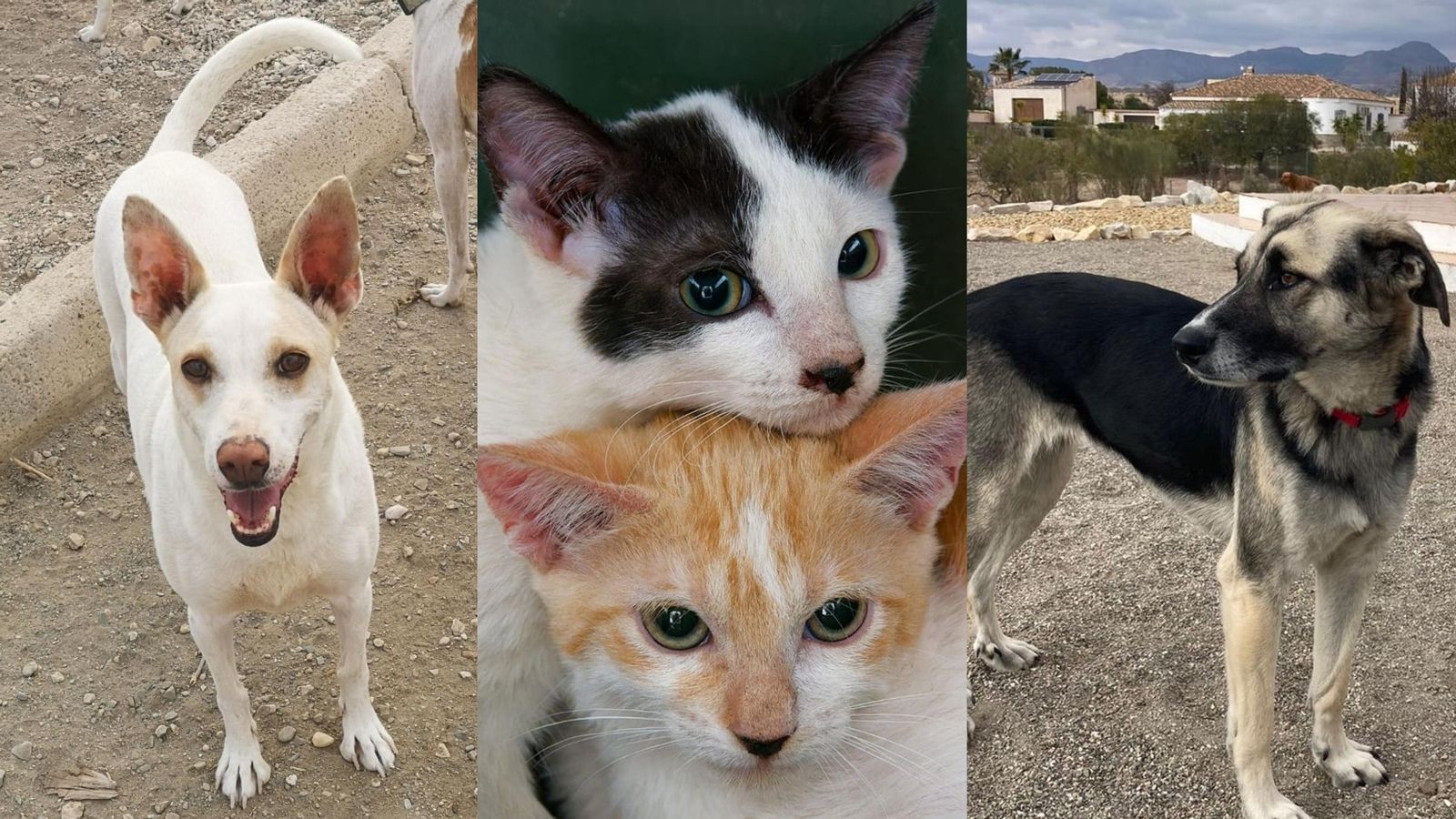 Algunos de los animales rescatados por APSA.