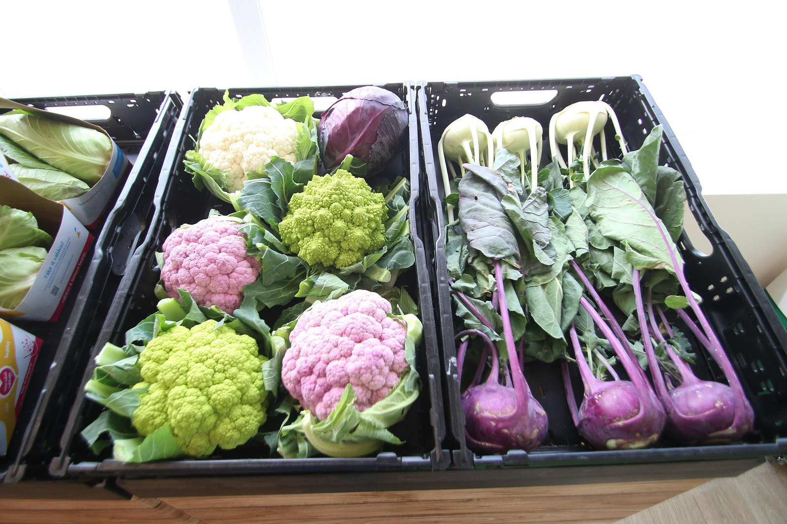 Fotogalería de las jornadas de puertas abiertas de Rijk Zwaan en Cartagena