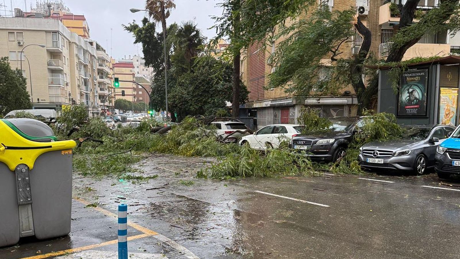 Árbol caido en la calle Trabajo (Triana)