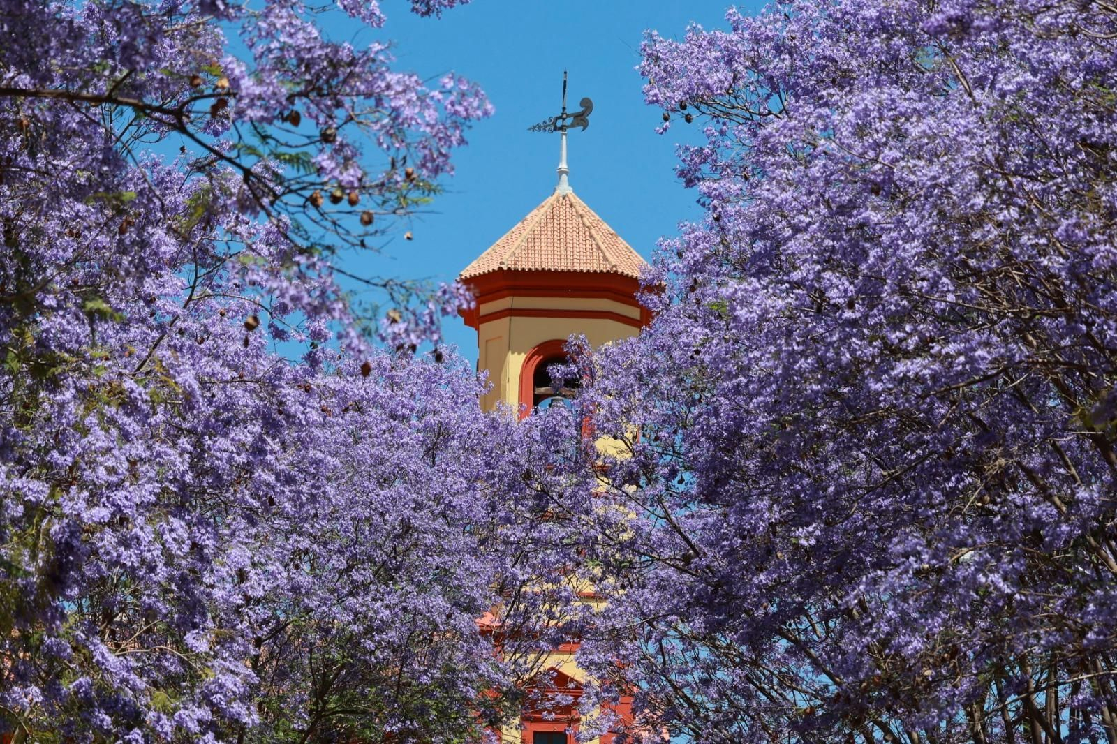 La Jacaranda viste Málaga de color violeta, en imágenes