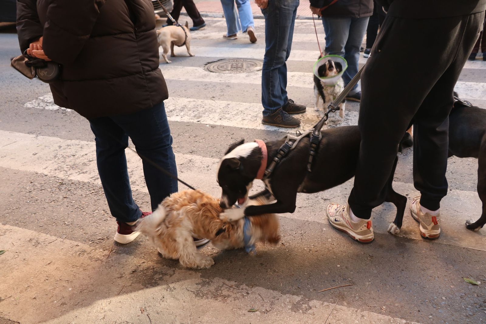 Así ha sido la bendición de las mascotas y la subasta de 'rabicos' en el casco histórico de Almería