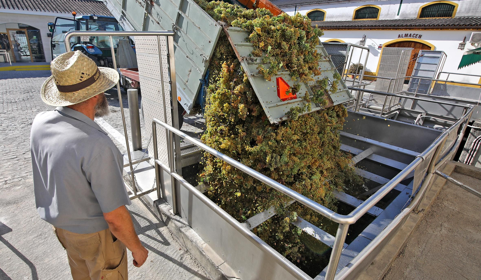 Recepción de uva el pasado viernes en el lagar de la Cooperativa de Las Angustias.