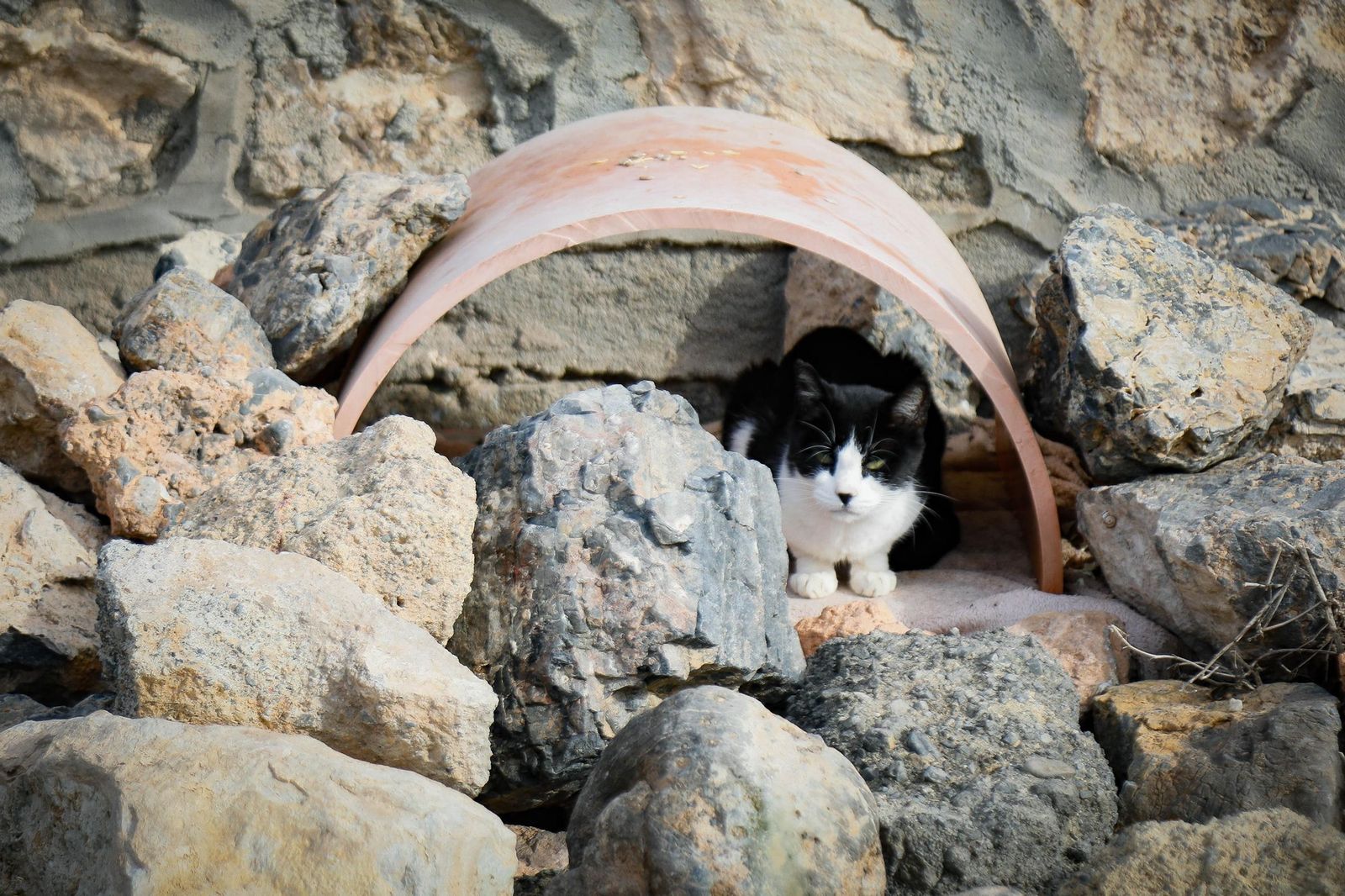 Una vez esterilizados, los gatos deben ser devueltos a su colonia de origen