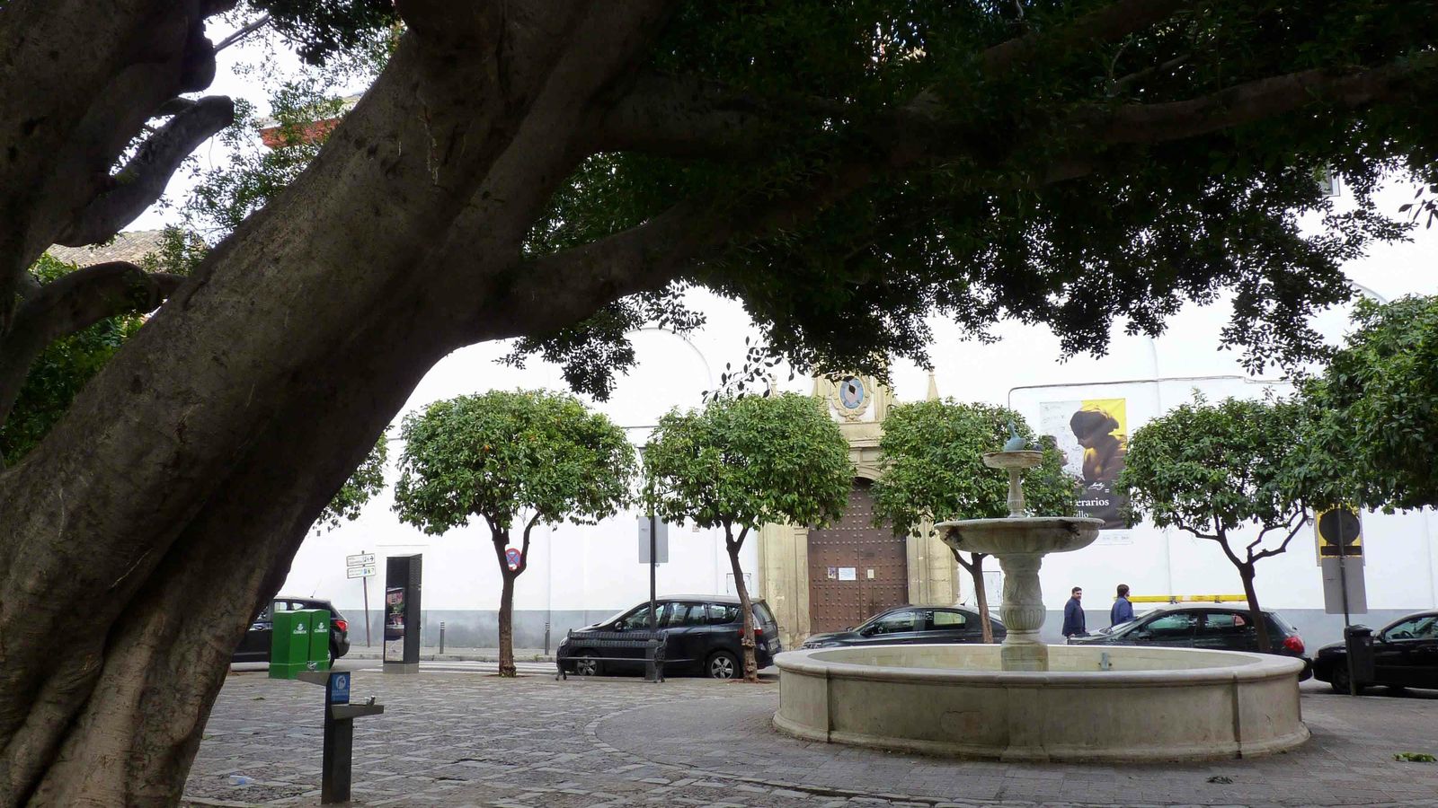 El laurel de indias de la Plaza de San Leandro.