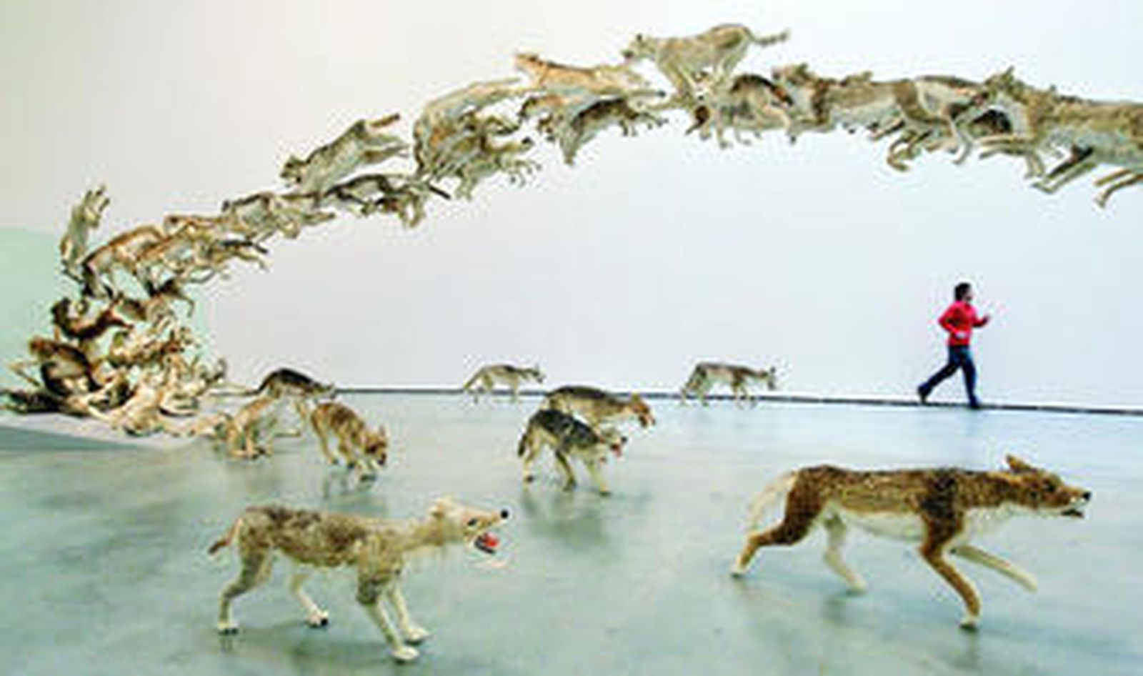 'De frente', retablo con 99 réplicas de lobos a tamaño real que corren desaforados hacia una pared de cristal.