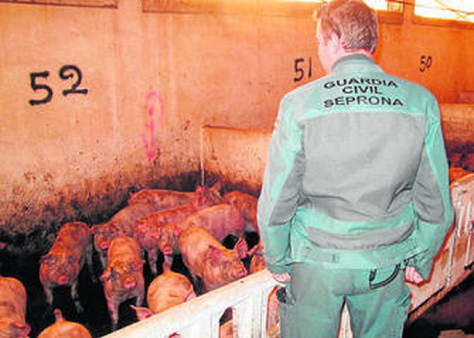 Un agente del Seprona inspecciona una cabaña porcina.