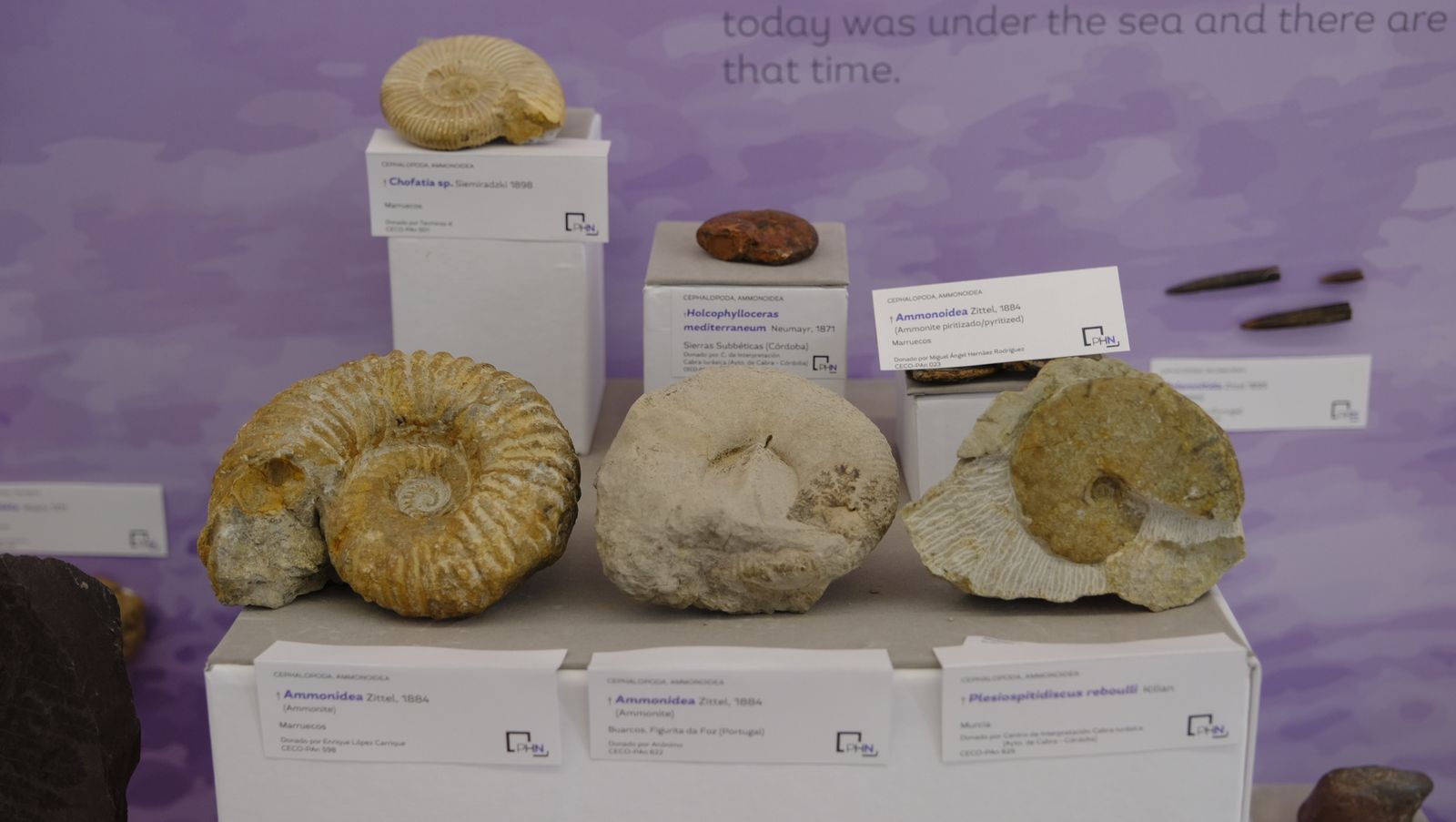 Las mejores imágenes del Pabellón de Historia Natural de la UAL