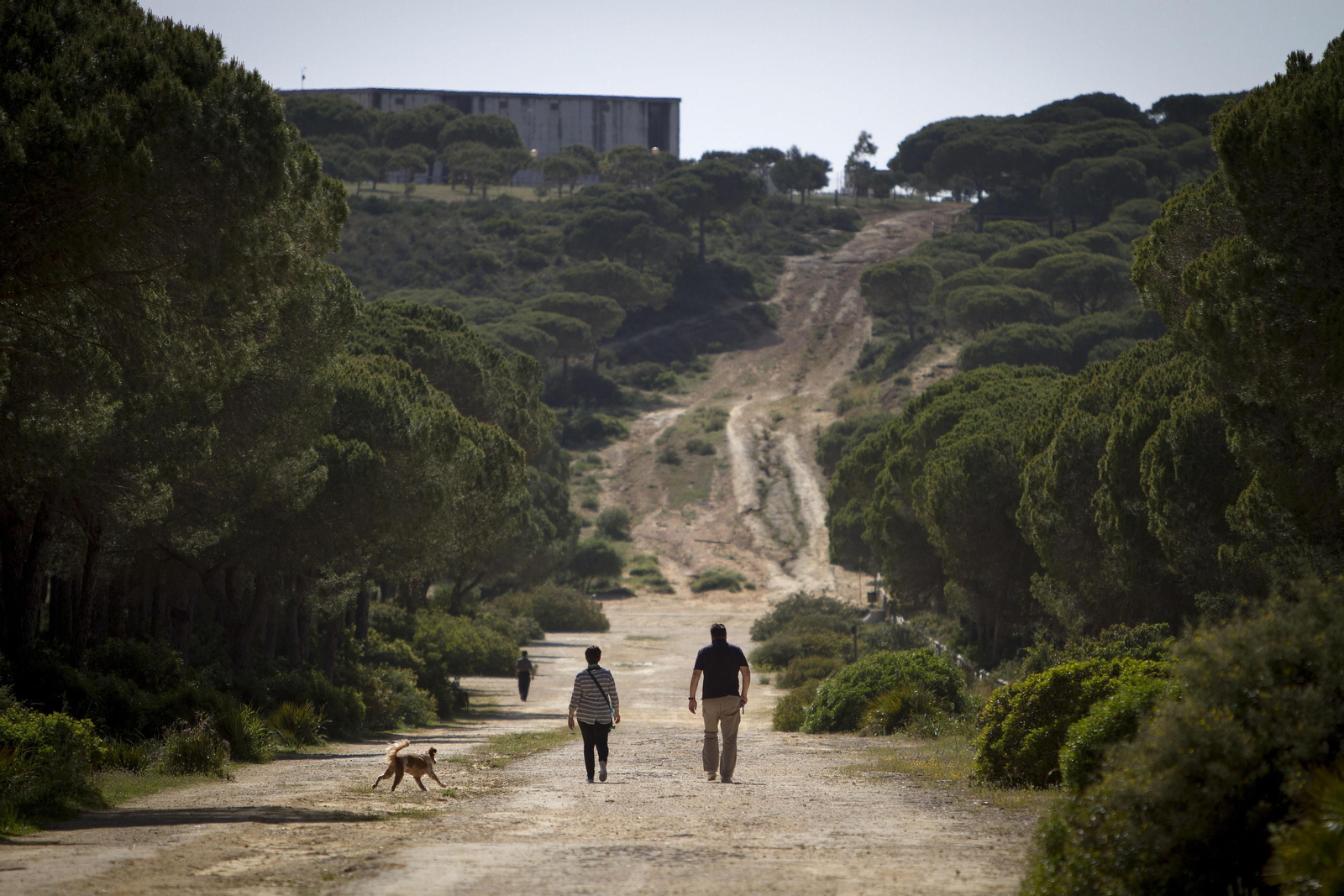 Vista del Pinar  de Hierro y La Espartosa, al fondo.