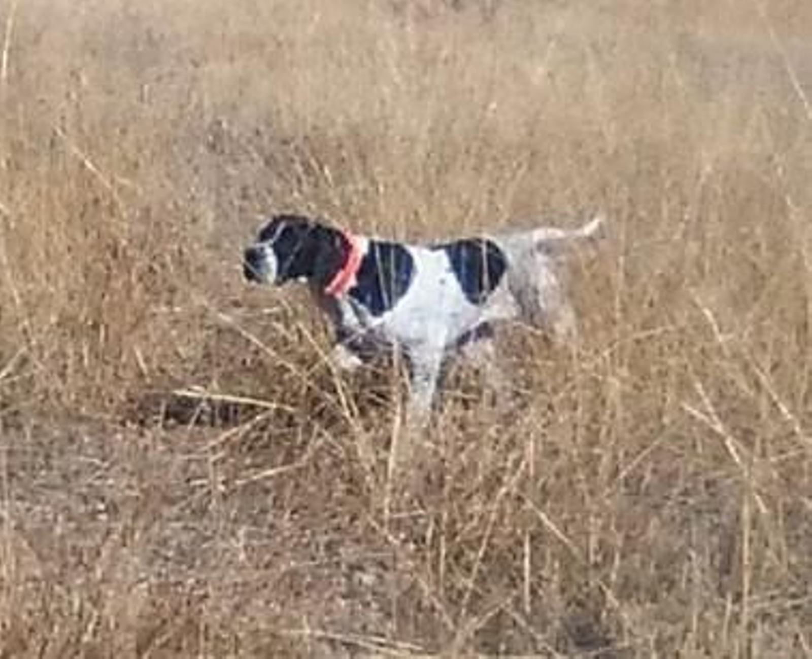 Una perro en plena cacería Una perro en plena cacería