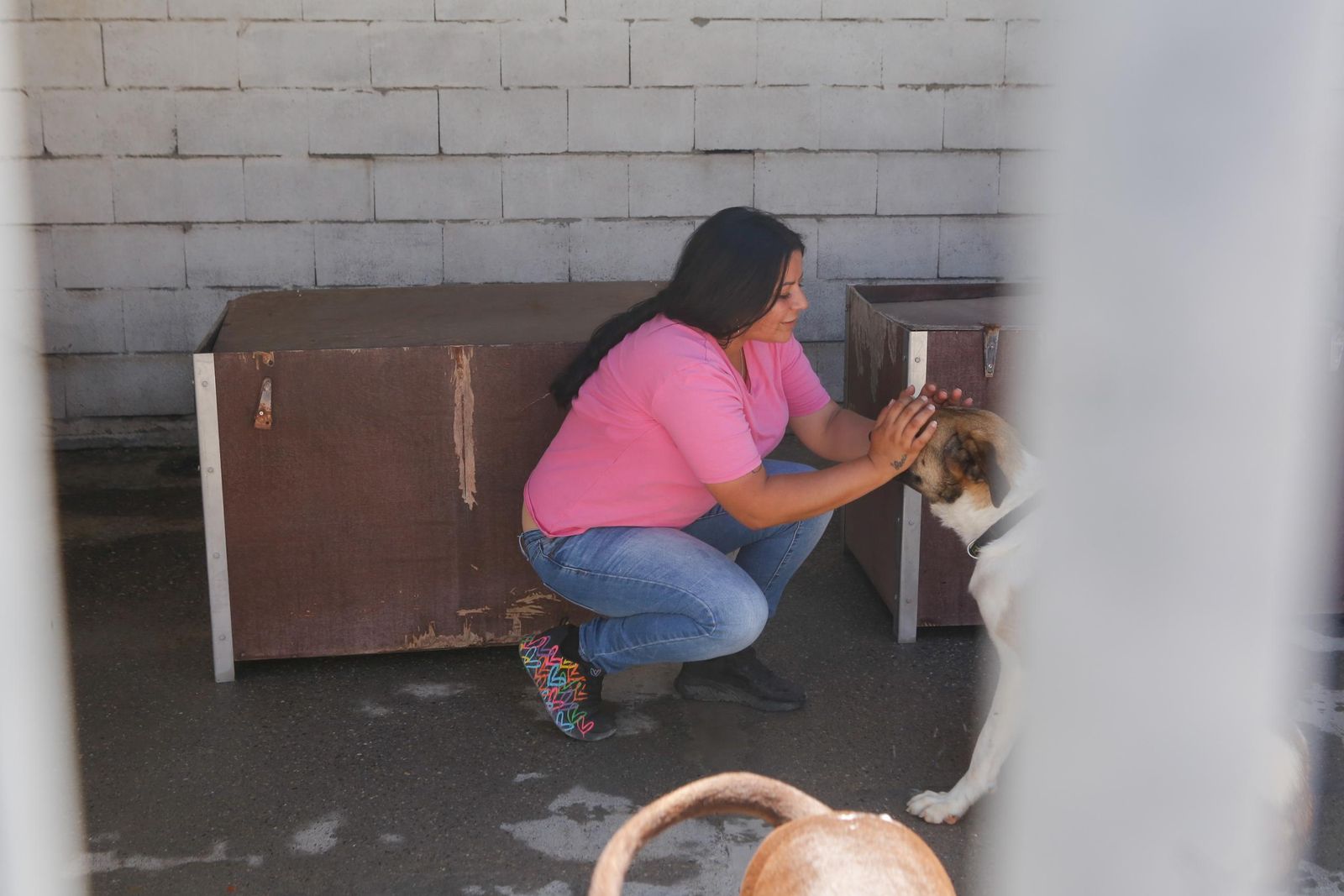 Las fotos de la protectora de animales de La Línea El gato andaluz