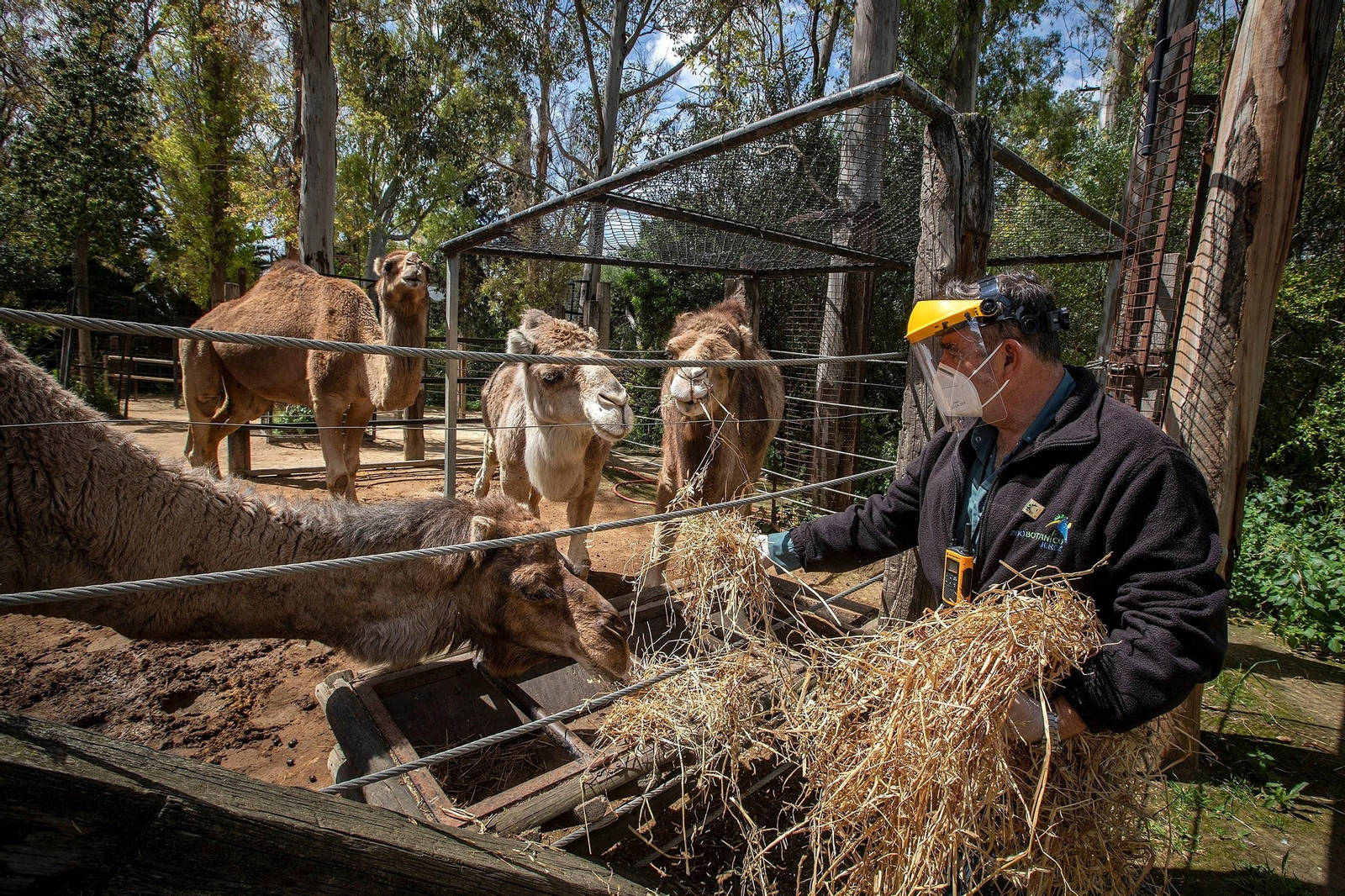 Un trabajador del Zoobotánico dando de comer a los dromedarios. Un trabajador del Zoobotánico dando de comer a los dromedarios.