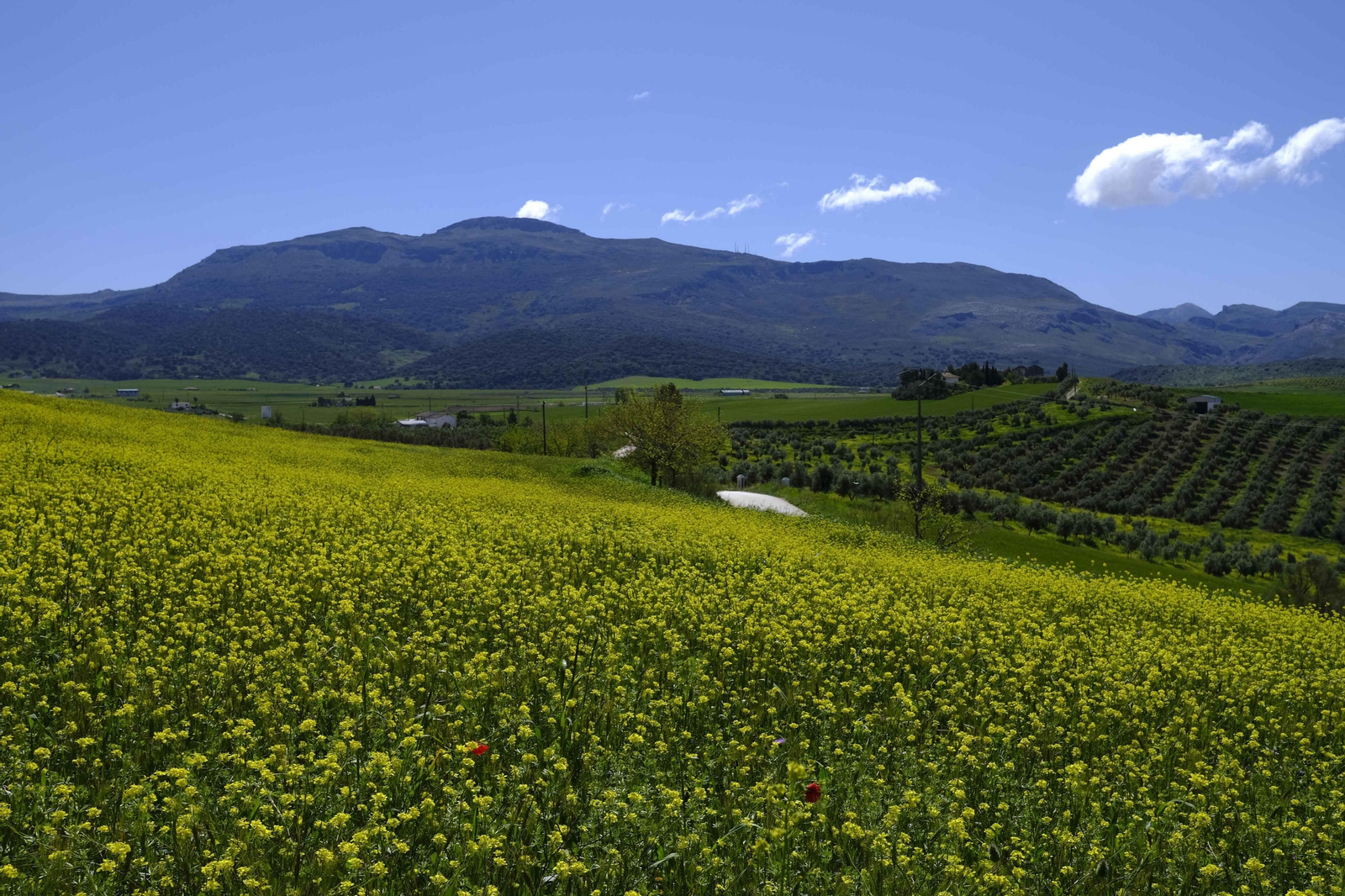 Brote de la la primavera, en fotos