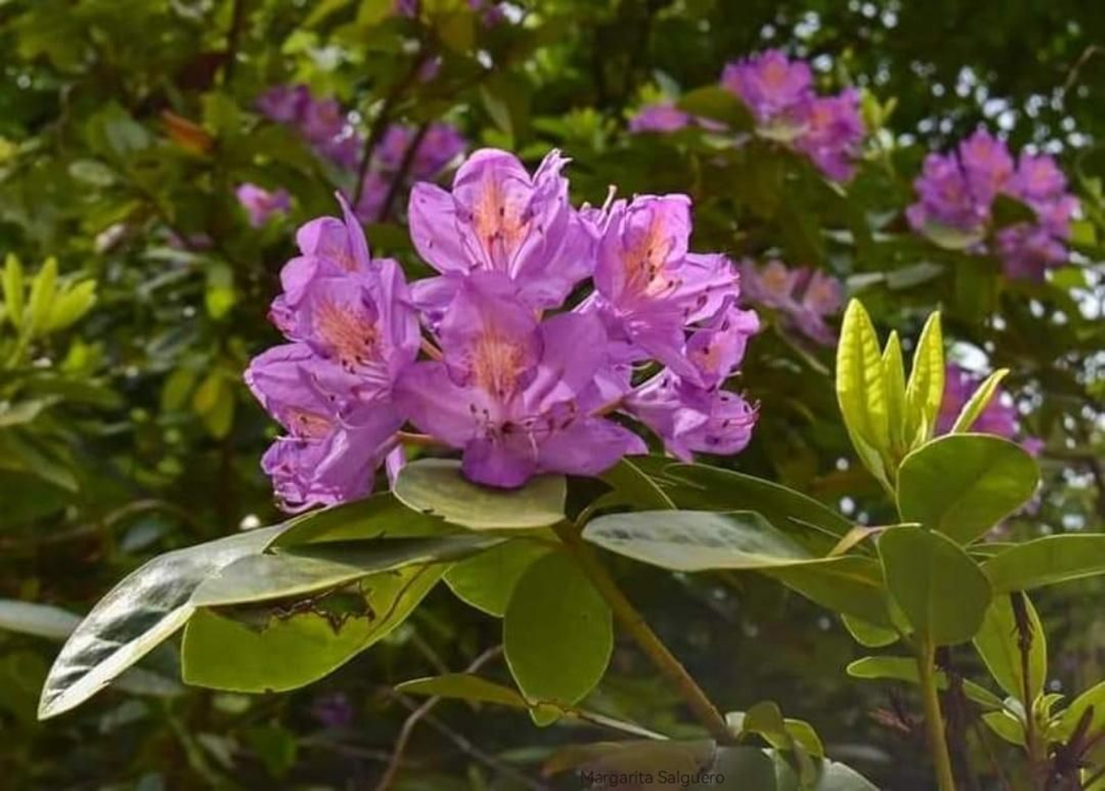 Fotos de la flora y fauna del Parque Natural de Los Alcornocales