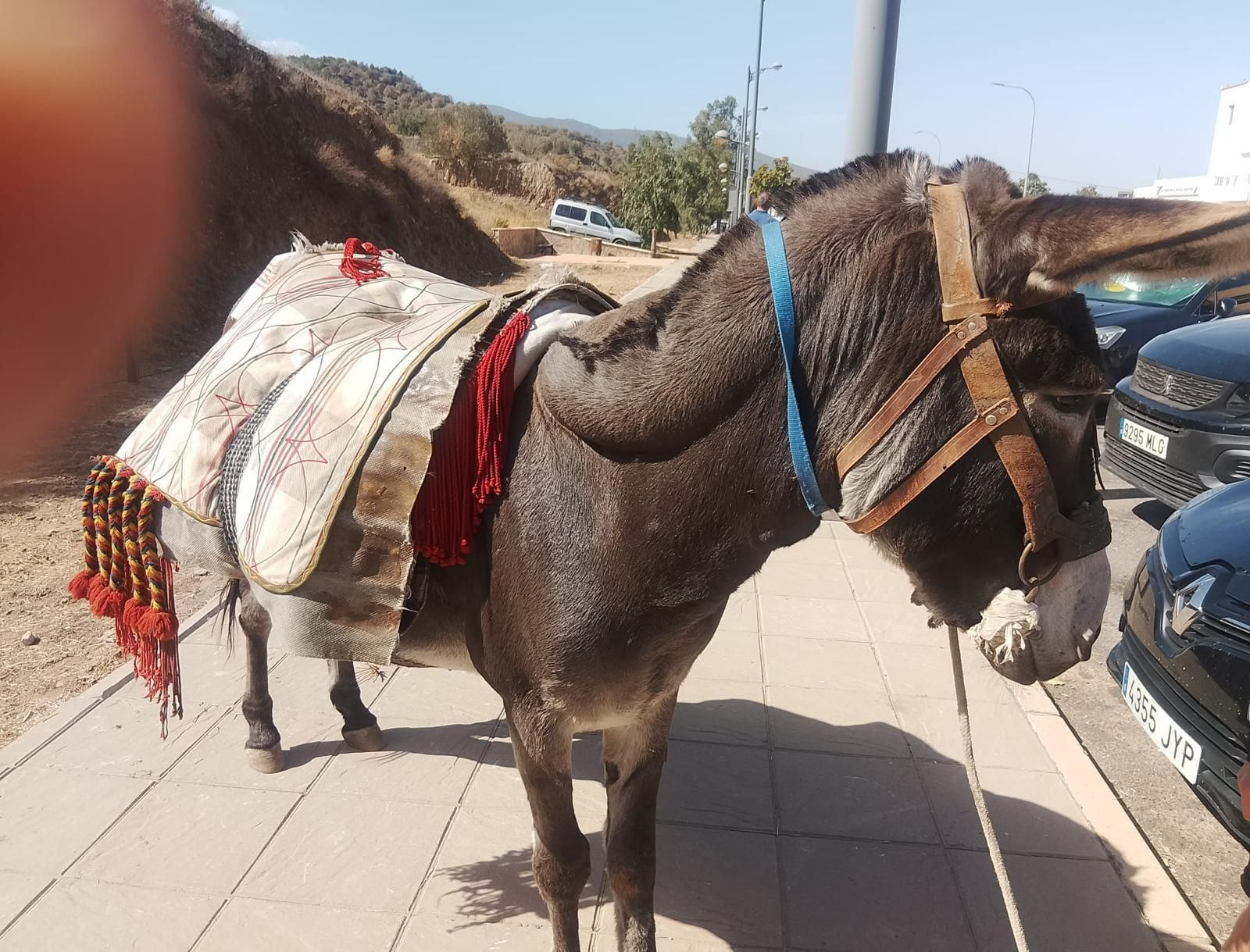 Así se ha vivido la II Feria Equina de Abla