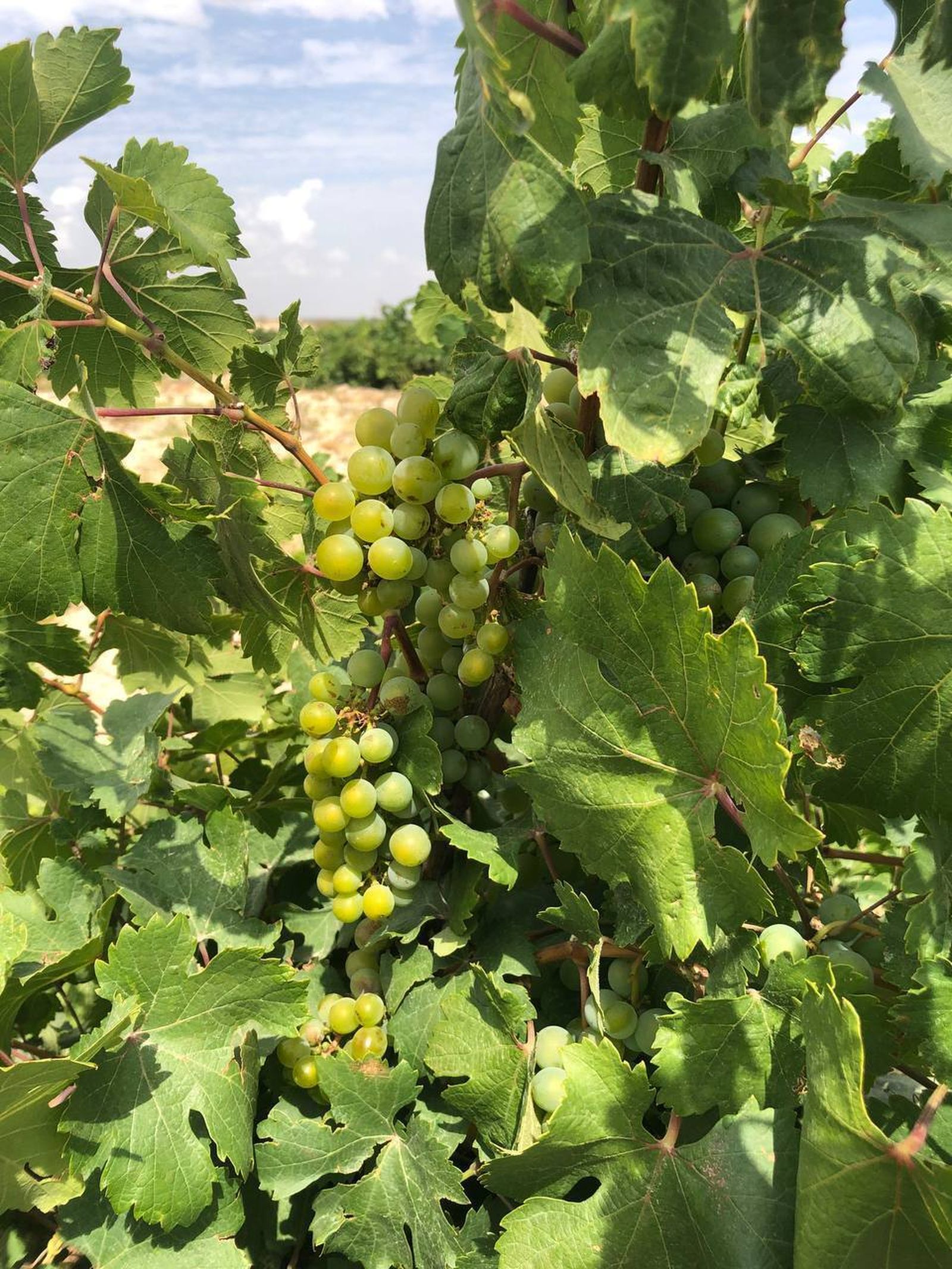 González Byass, Ángel de Viñas.