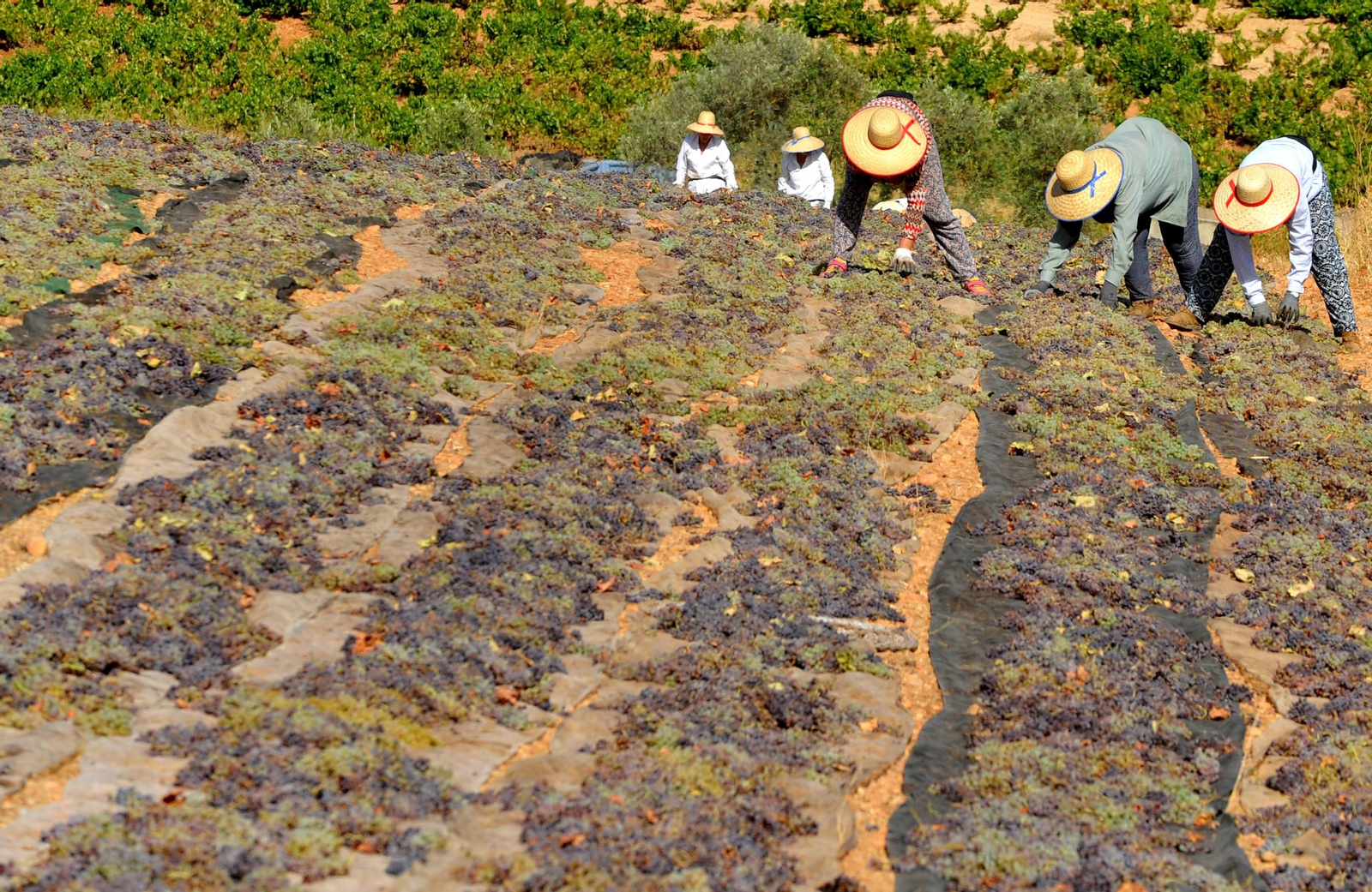 Así se elabora el vino Pedro Ximénez